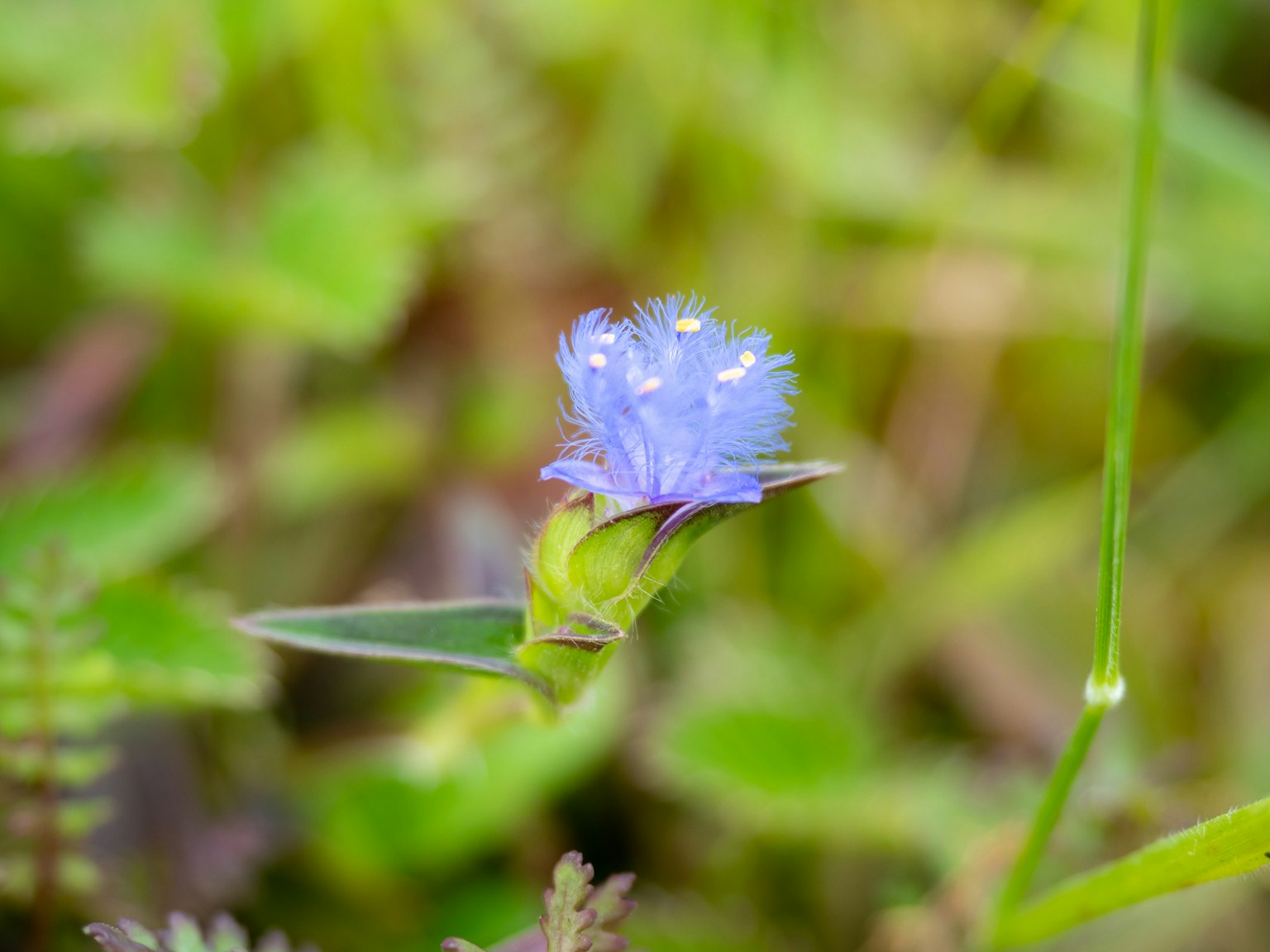 Petite fleur bleue entourée de feuilles vertes
