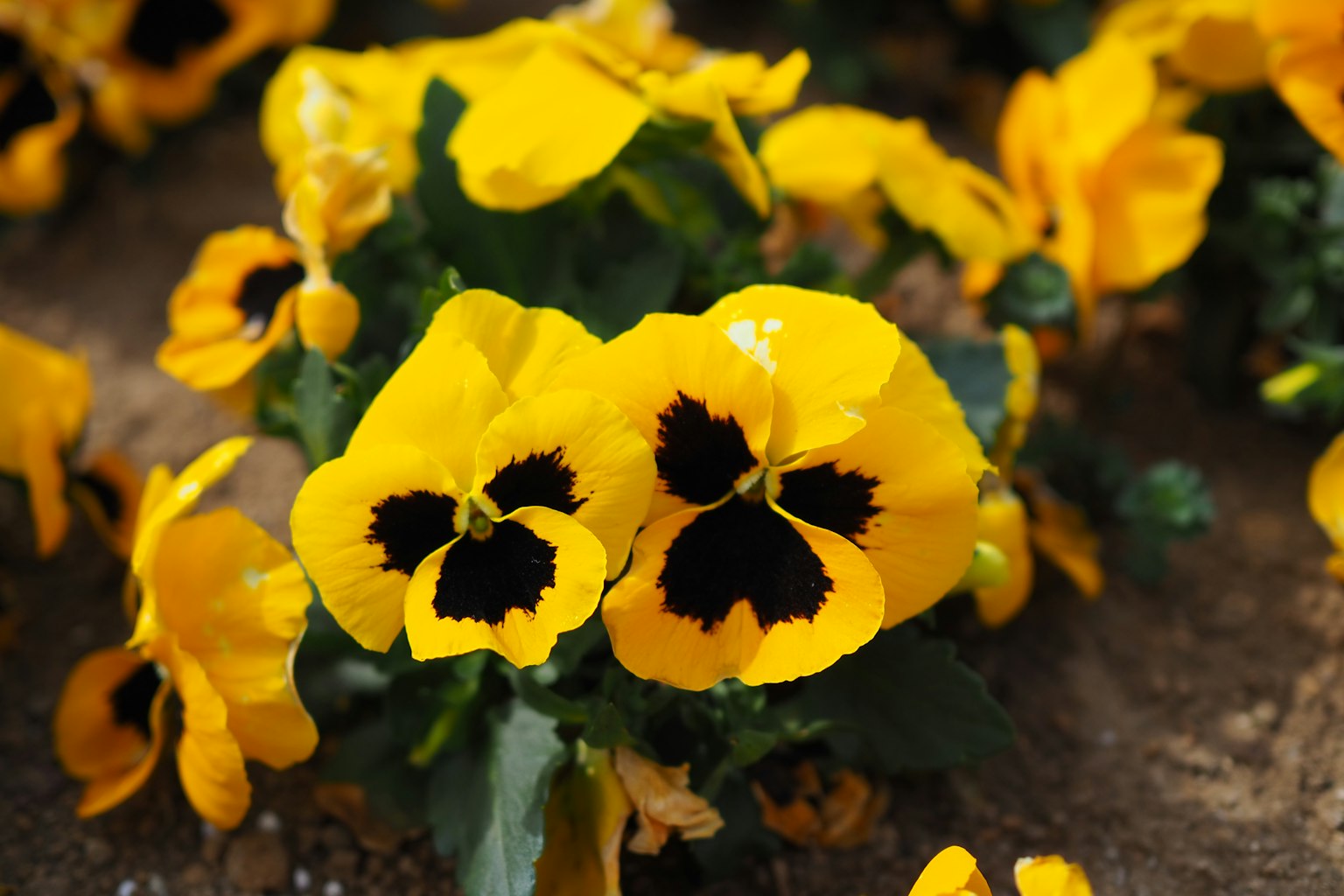 特写黄堇菜花的独特黑色标记