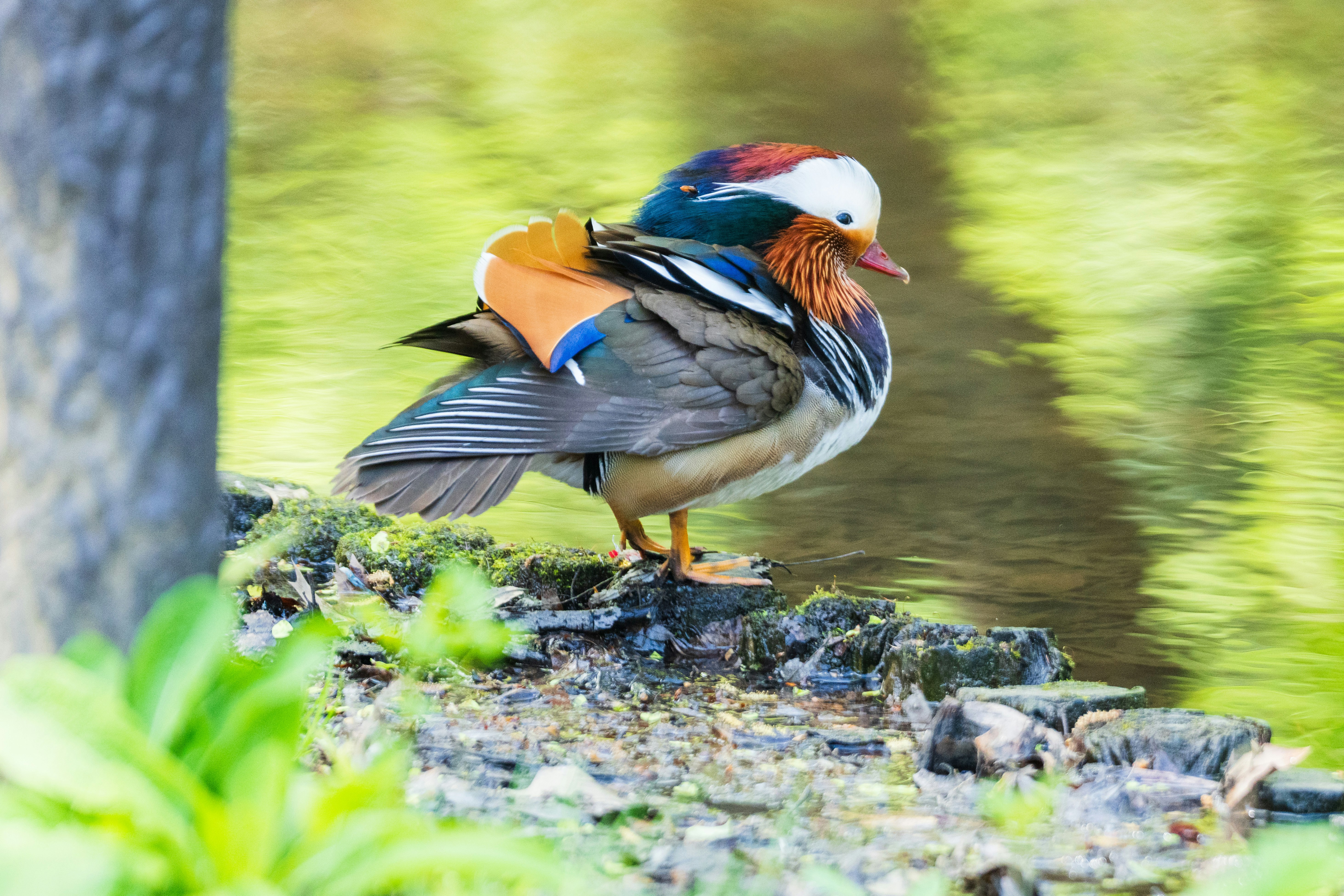 木の切り株に並ぶ色鮮やかな鳥のつがい