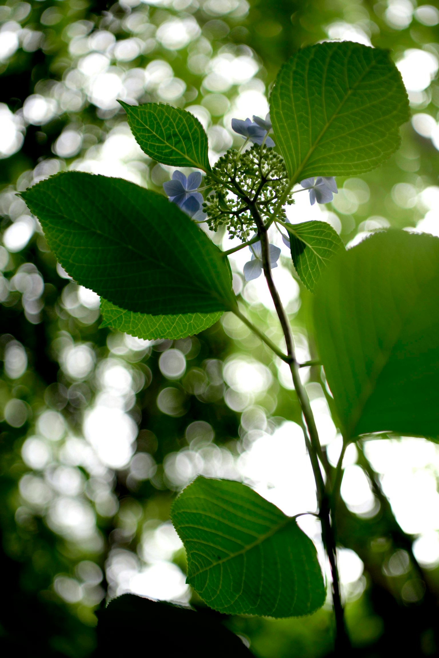 Una planta con hojas verdes y flores azules creciendo hacia arriba contra un fondo tenue