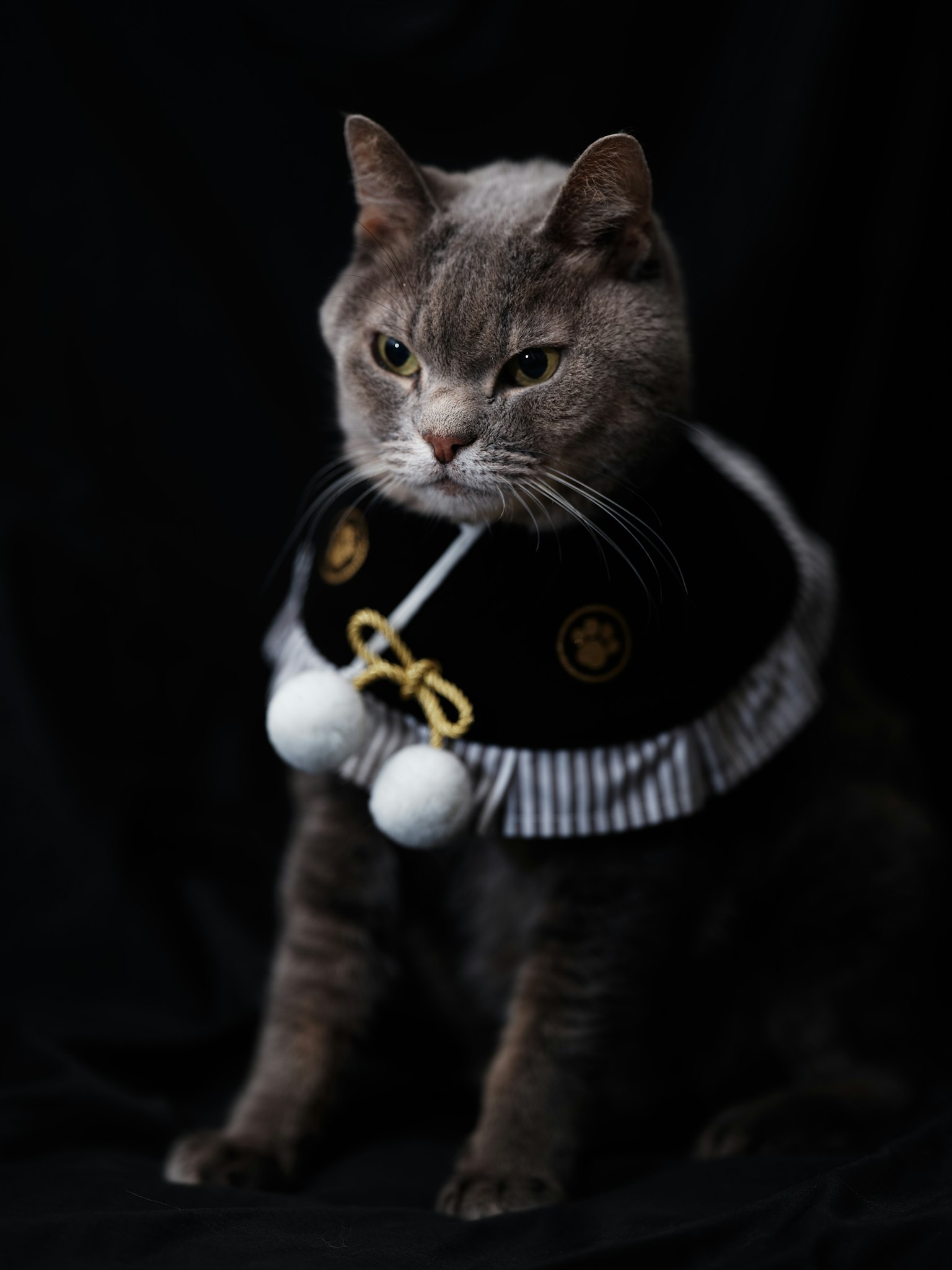 Chat gris portant un costume spécial sur un fond noir