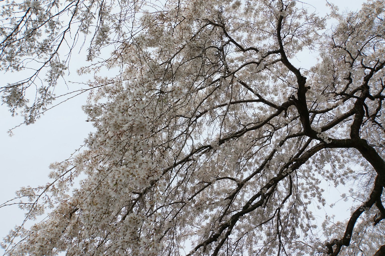 Cabang pohon sakura yang dihiasi bunga putih di bawah langit abu-abu