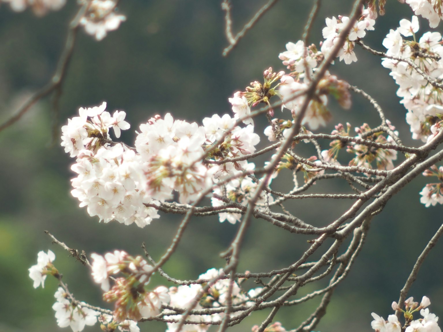 Gros plan sur des fleurs de cerisier sur des branches