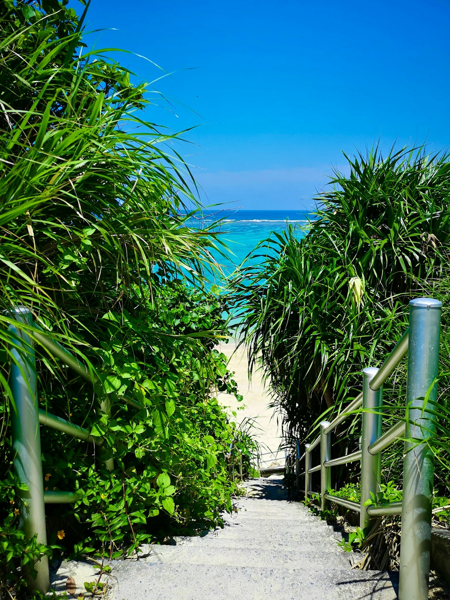 美丽海滩的阶梯风景，被丰盛的绿植环绕