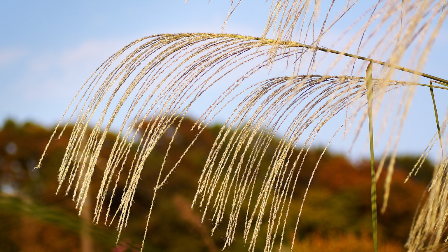 Nahaufnahme von Grashalmen, die im Wind wehen blauer Himmel und herbstliche Bäume im Hintergrund