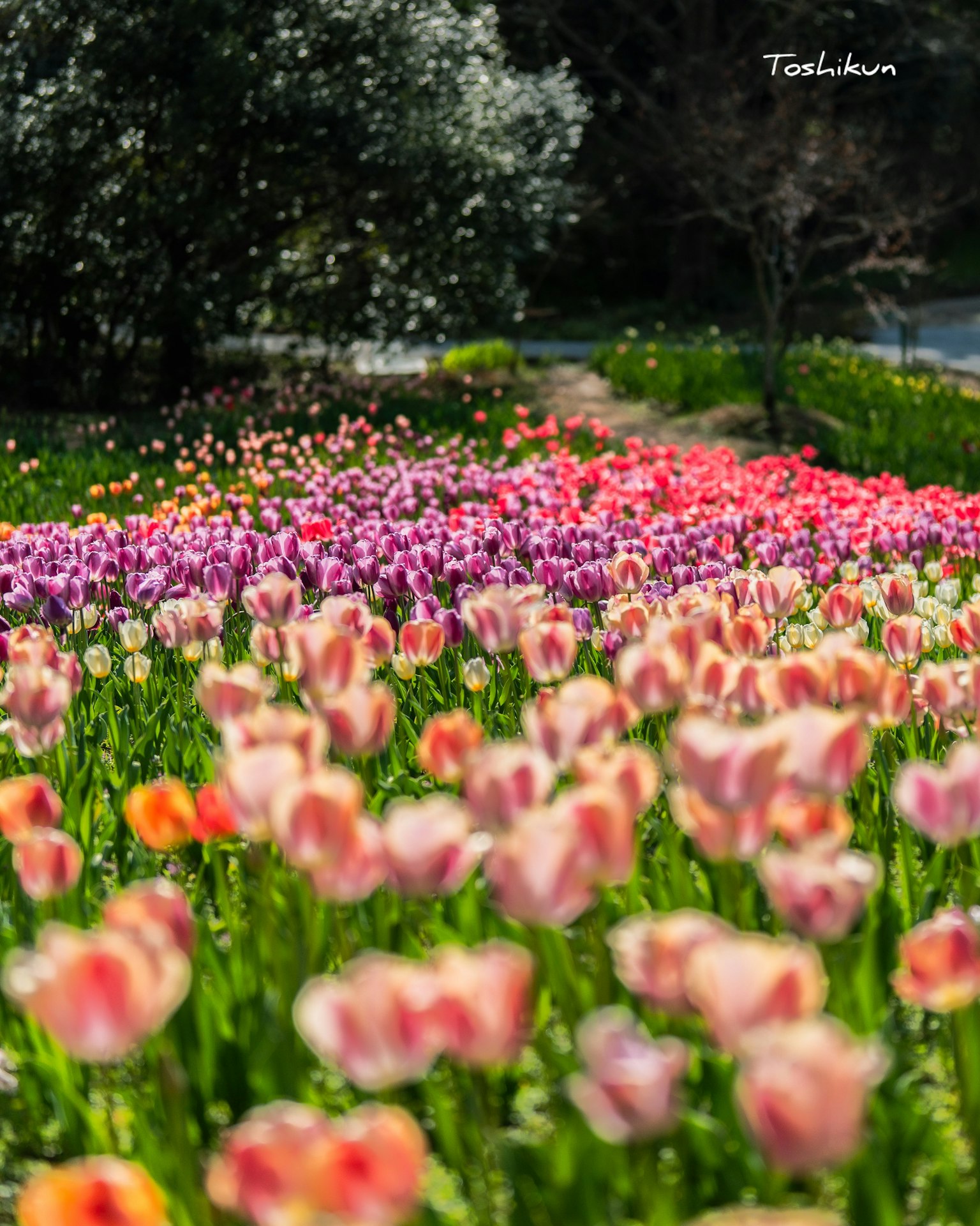 Campo di tulipani vivaci con una varietà di colori