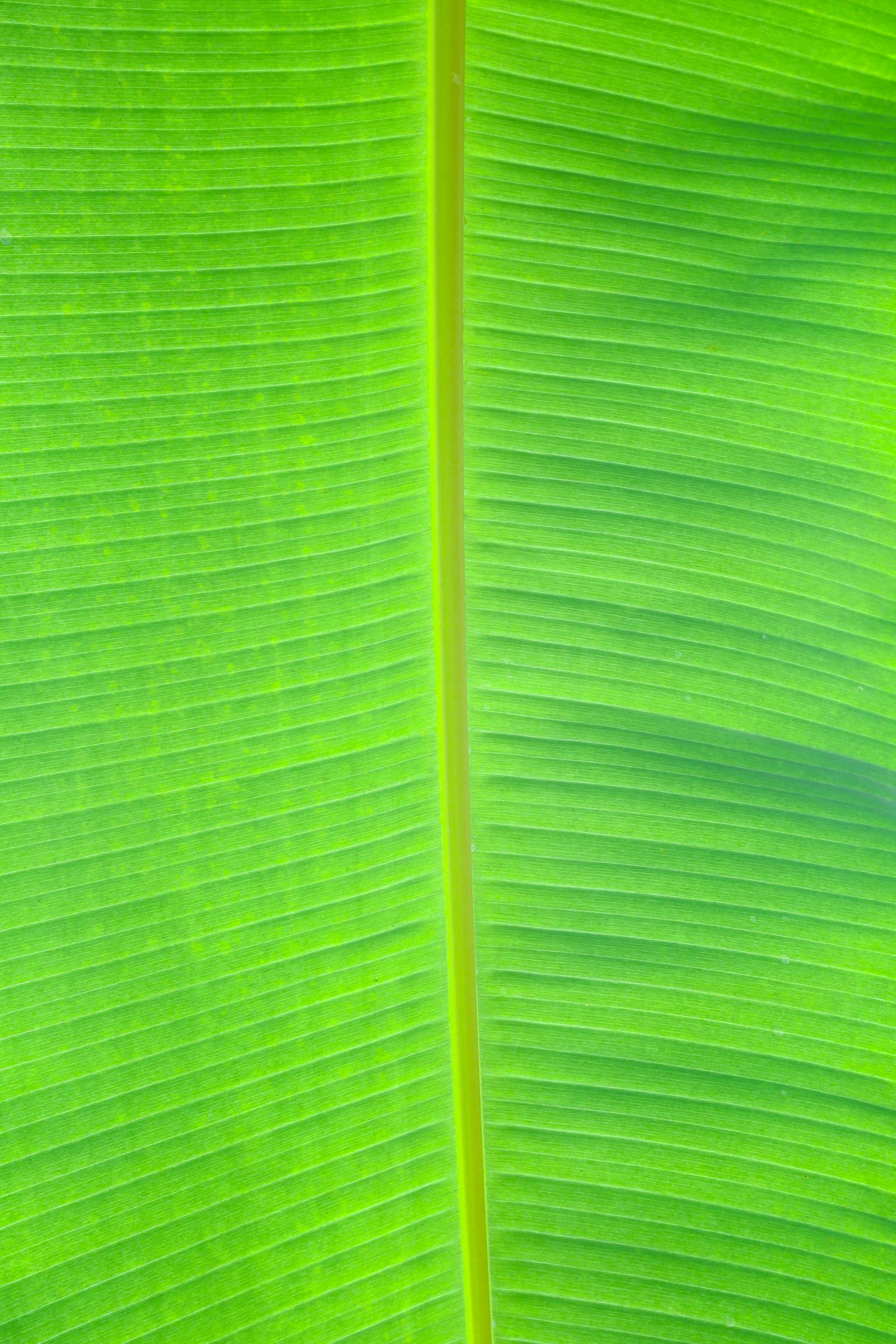 Close-up dari daun pisang hijau cerah yang menampilkan tekstur detail dan urat tengah