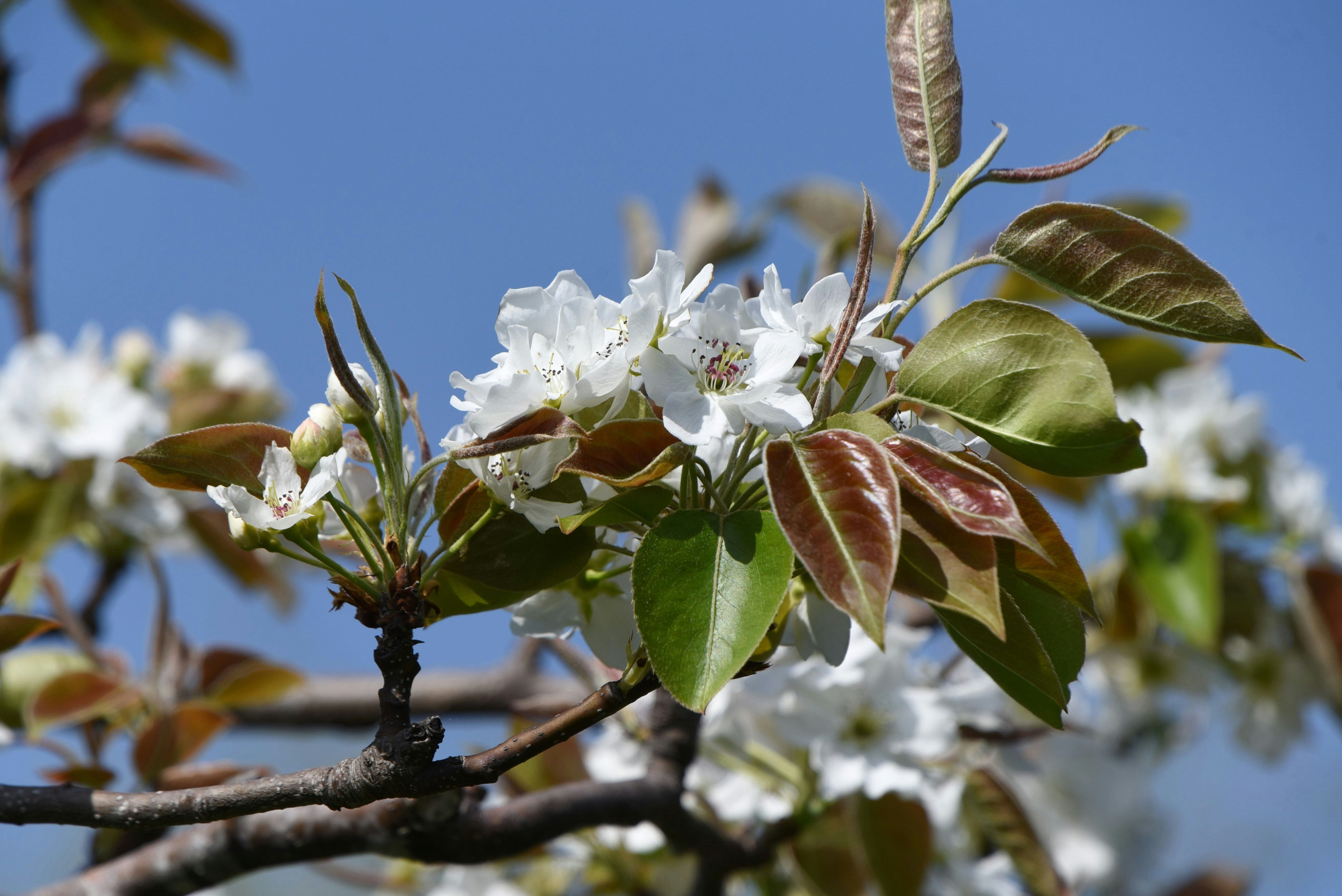 梨の花が咲く枝先のクローズアップ