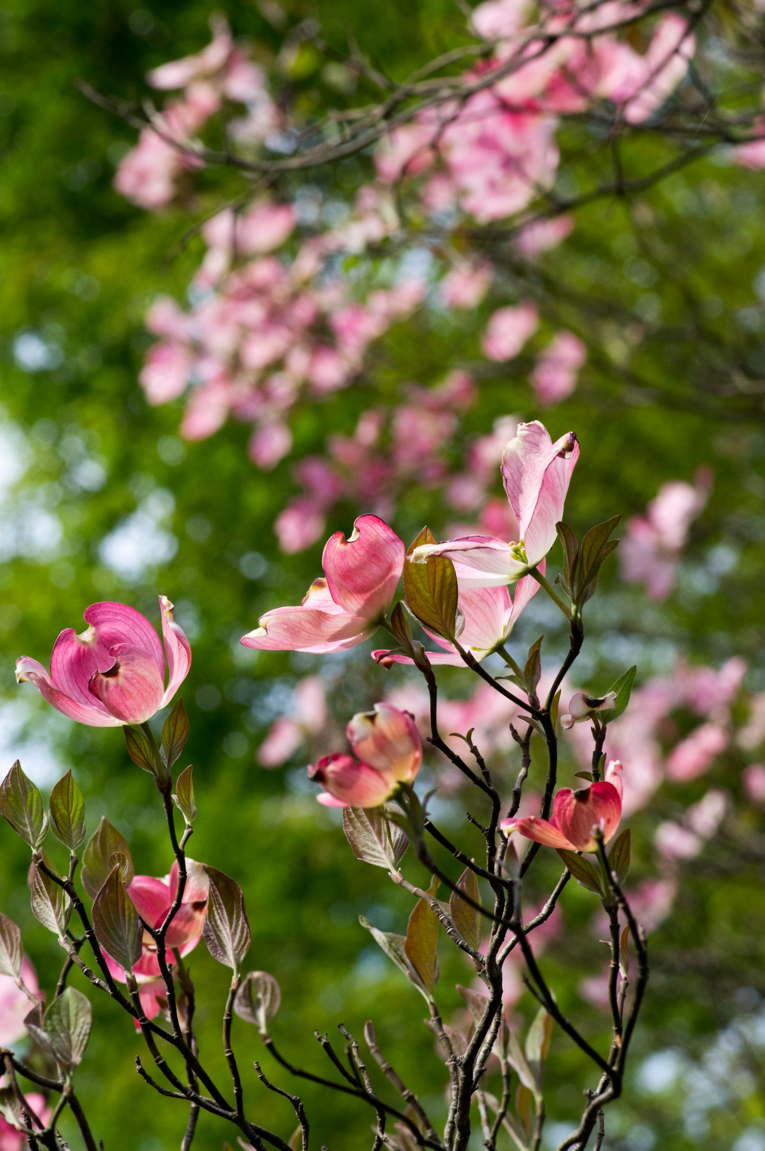 Äste eines blühenden Baumes mit sanften rosa Blüten vor grünem Hintergrund