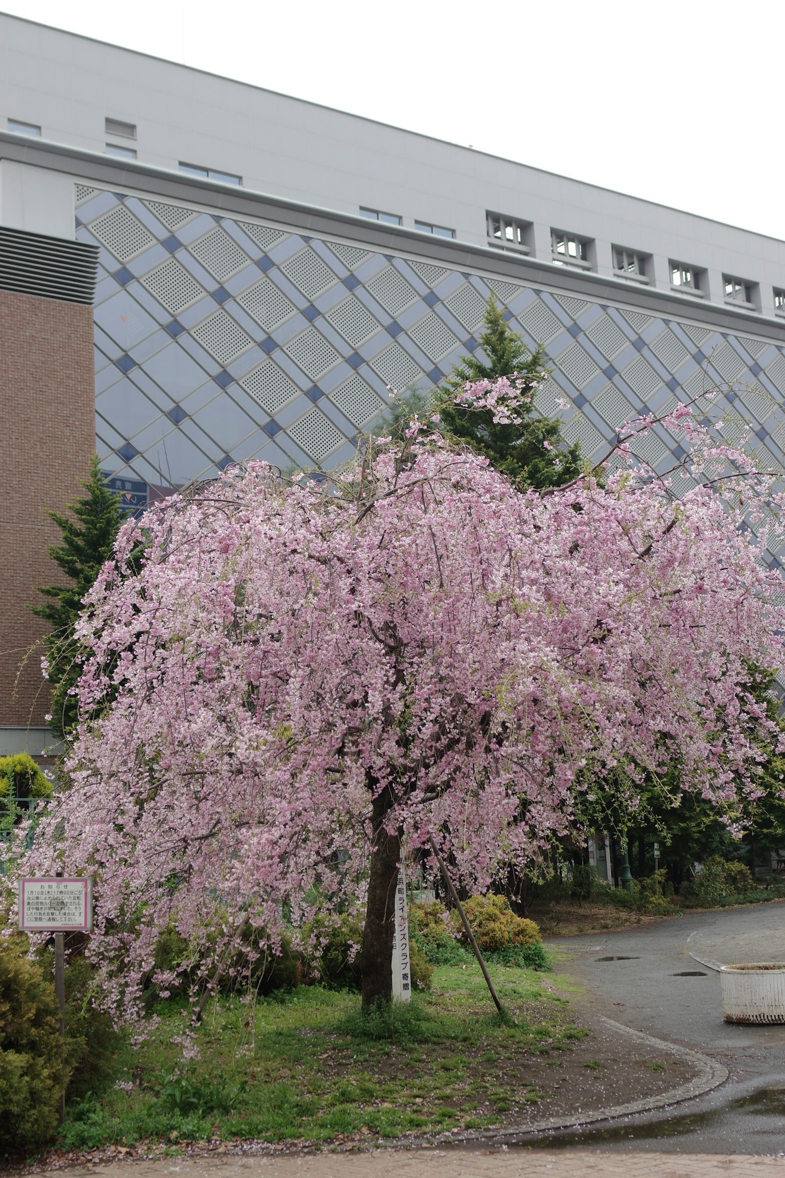 Saule pleureur avec des fleurs roses pâles devant un bâtiment moderne