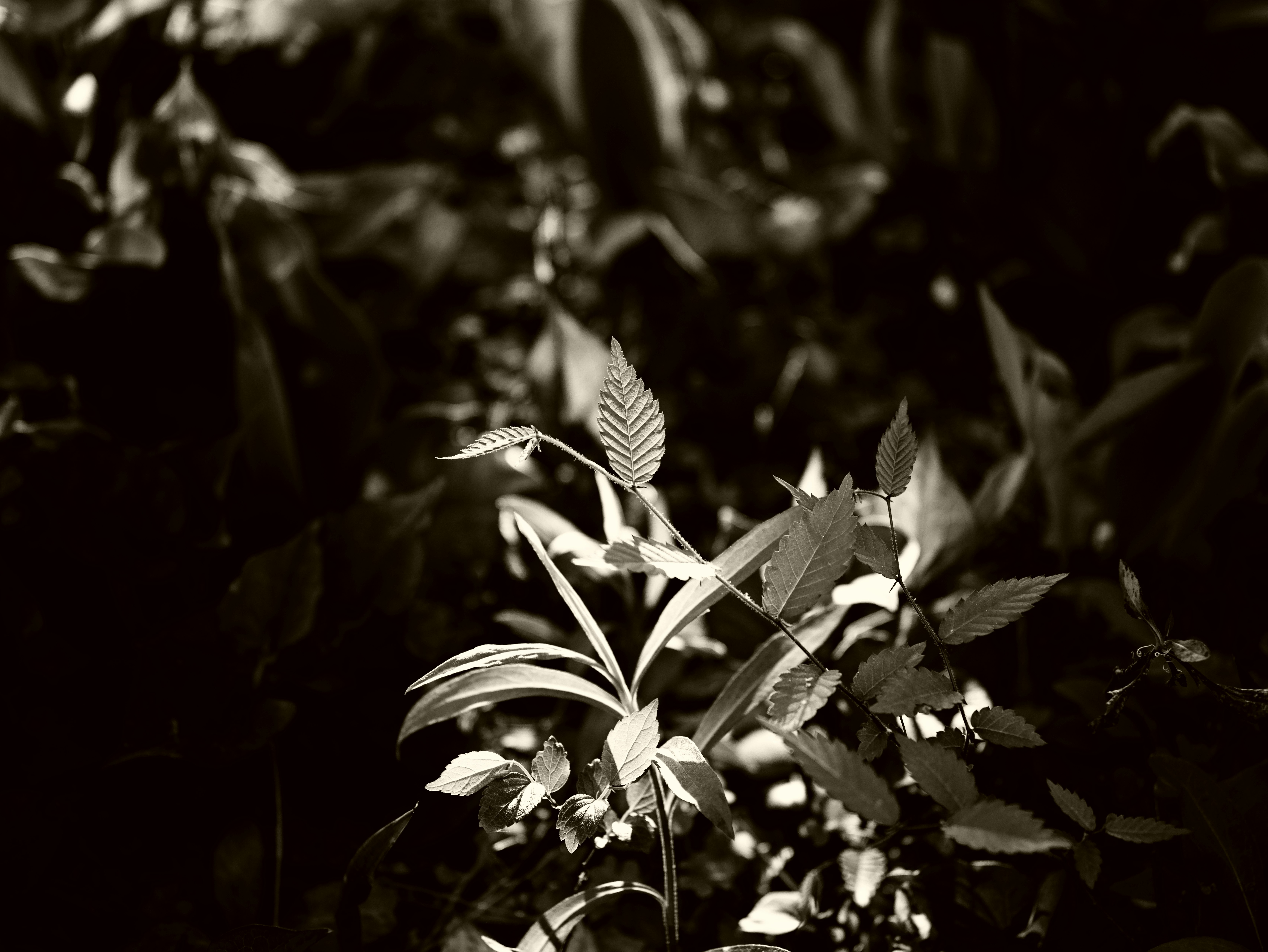 Group of leaves illuminated against a dark background