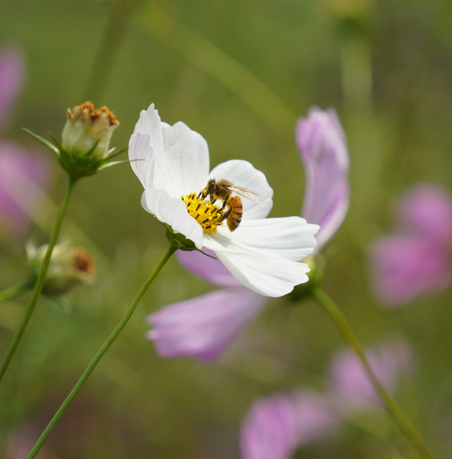Biene auf einer weißen Blume mit verschwommenem Hintergrund von lila Blumen