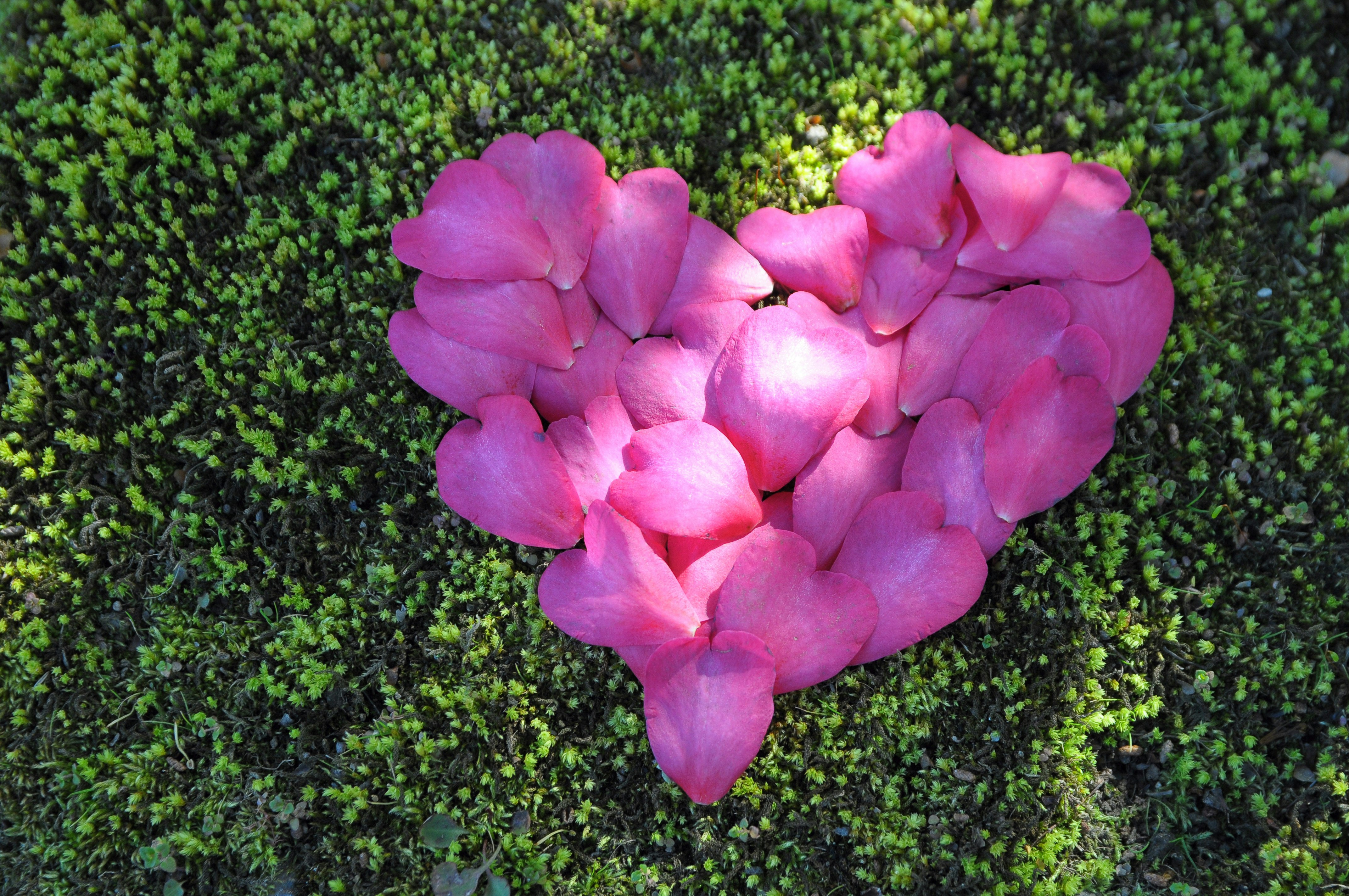苔の上に咲くピンクの花のクローズアップ