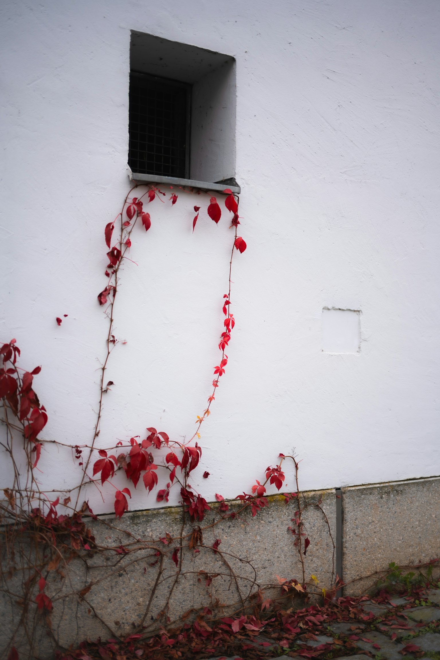 A photo of a window on a white wall entwined with red ivy