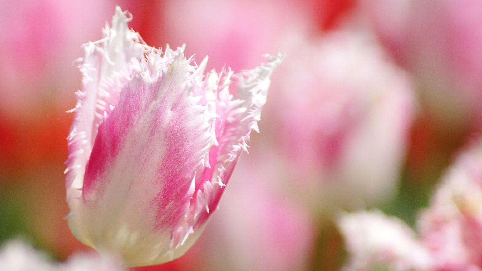 Gros plan d'une tulipe frangée rose