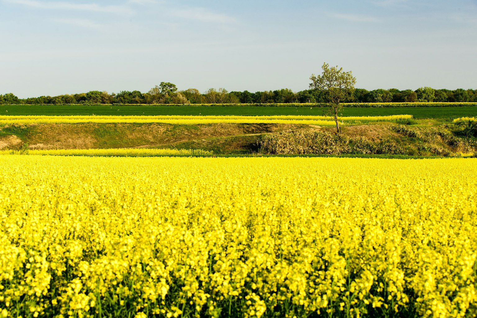 Weites Feld mit gelben Rapsblüten und grünem Landschaftshorizont