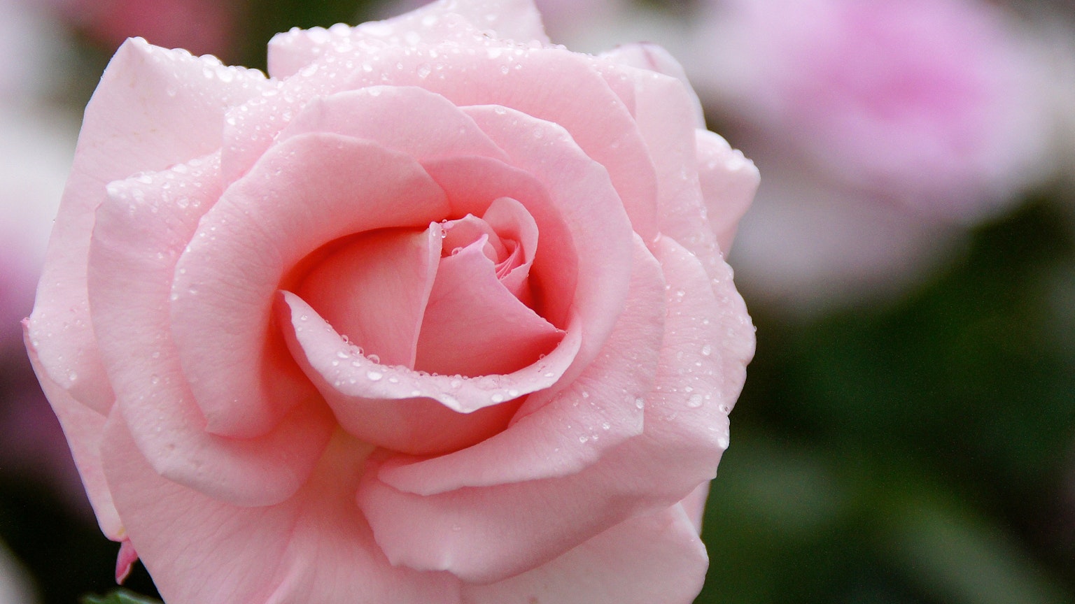 Nahaufnahme einer sanften rosa Rose mit Wassertropfen