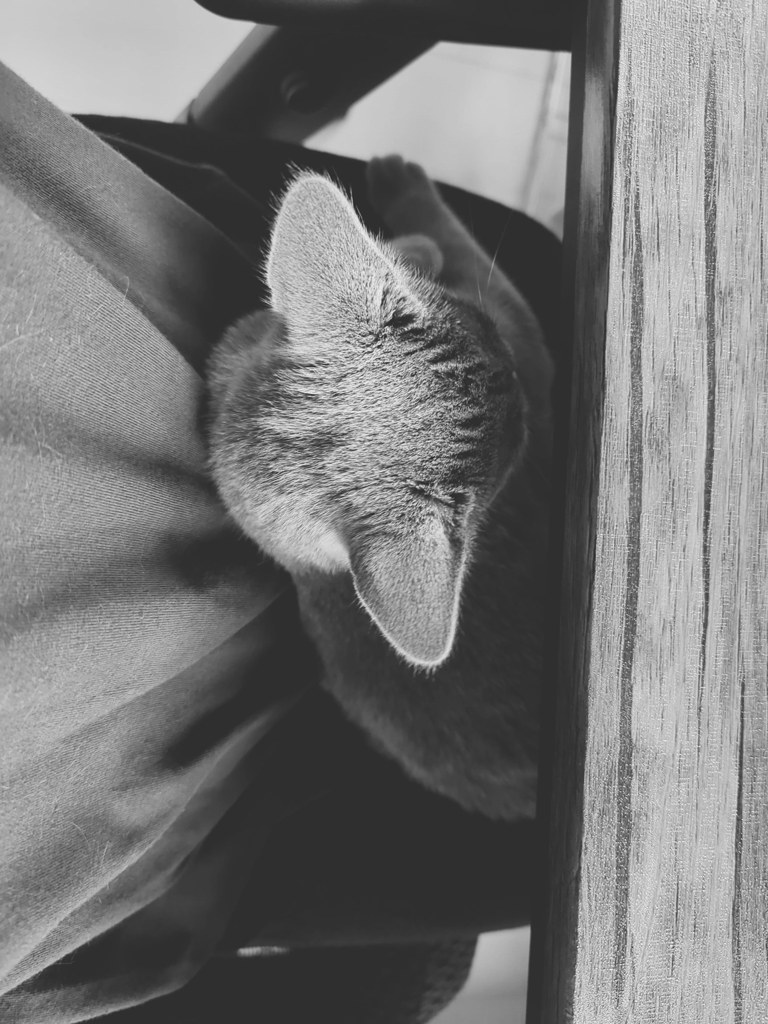 Un gatto bianco e nero che riposa sulla spalla di una persona