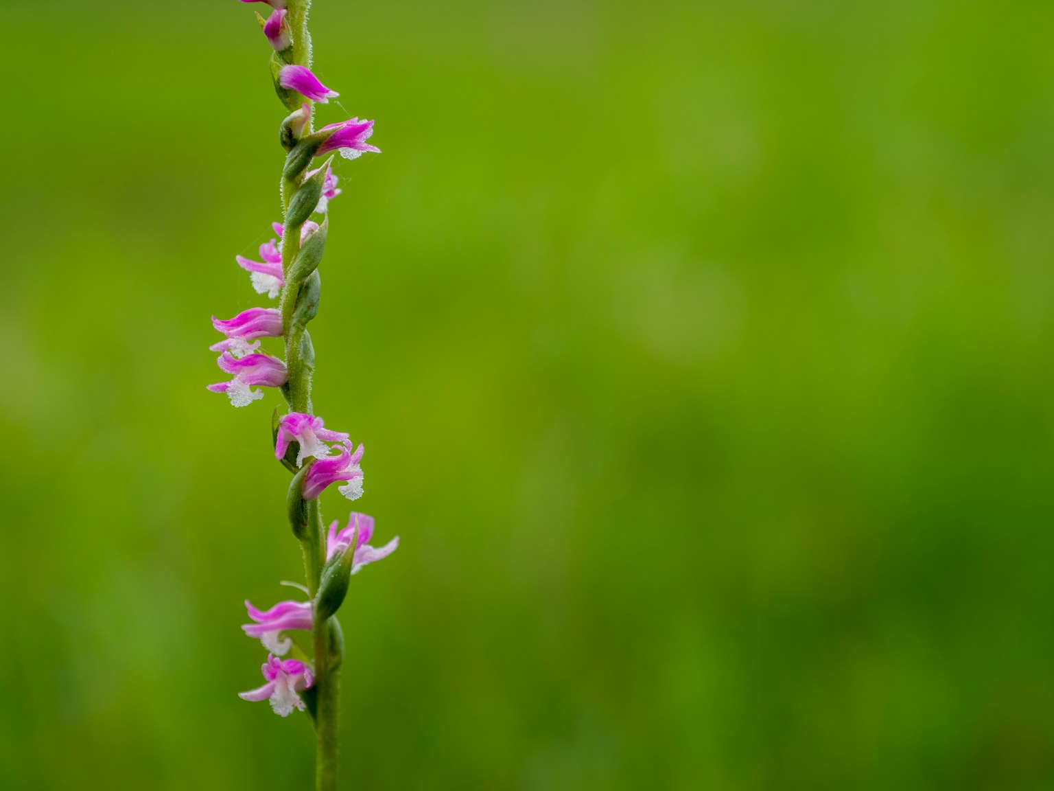 Ein schlanker Stängel mit lila Blüten vor grünem Hintergrund