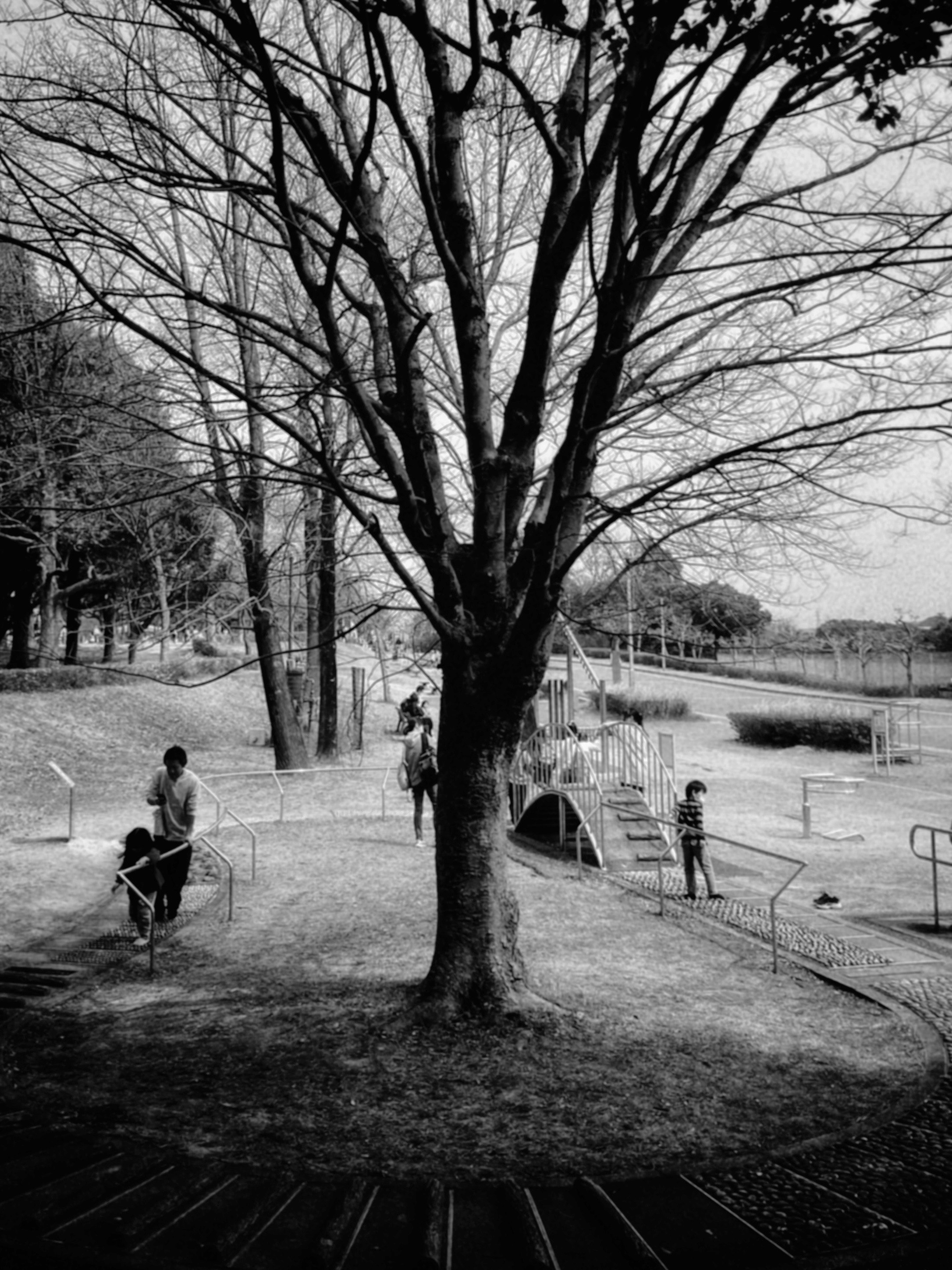 公園の遊び場に立つ大きな木と遊ぶ子供たち