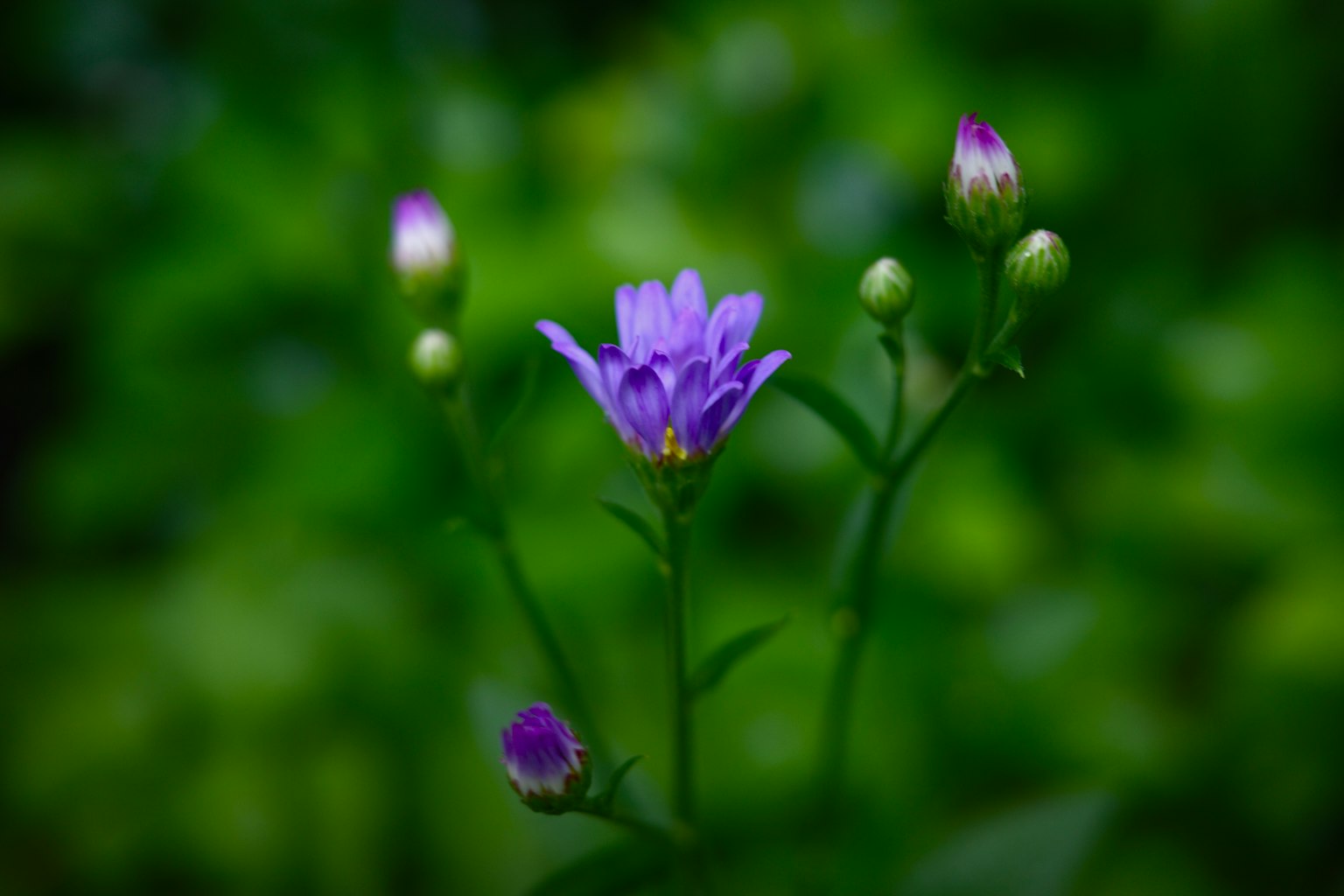 Lila Blume mit Knospen vor grünem Hintergrund