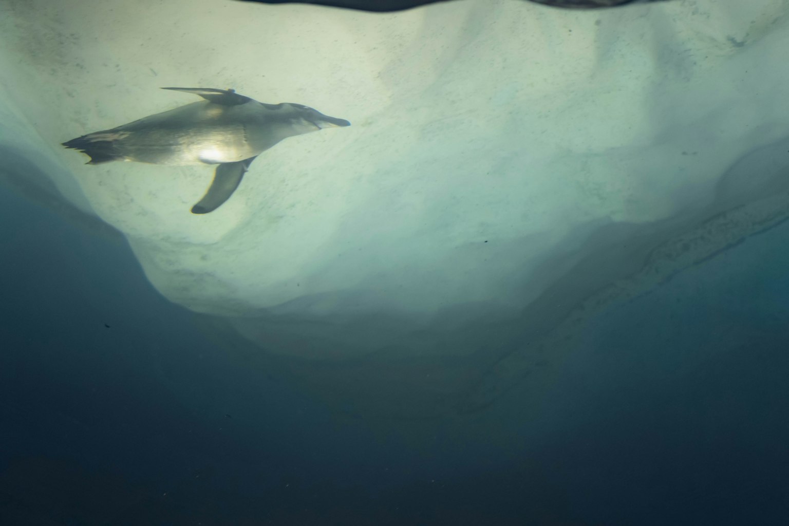 Pinguino che nuota sott'acqua visto dalla superficie del ghiaccio