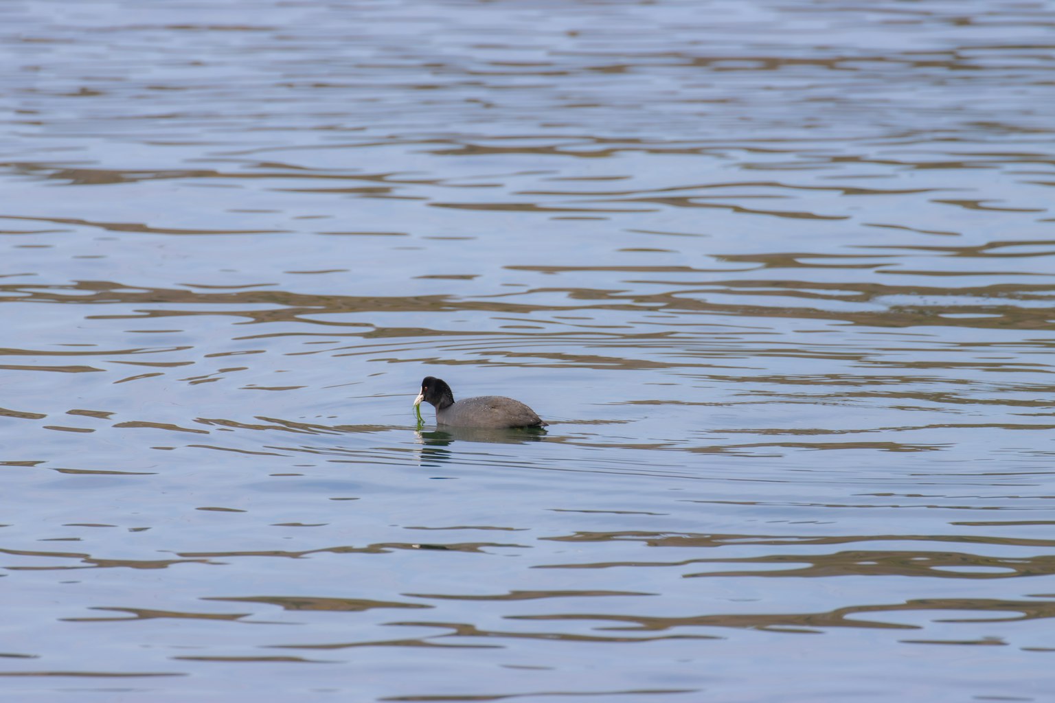 Un type de canard nageant à la surface de l'eau