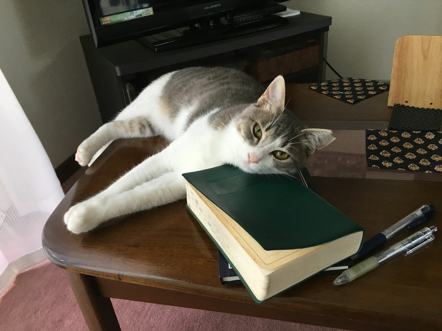 Gatto grigio e bianco sdraiato su un libro verde su un tavolo