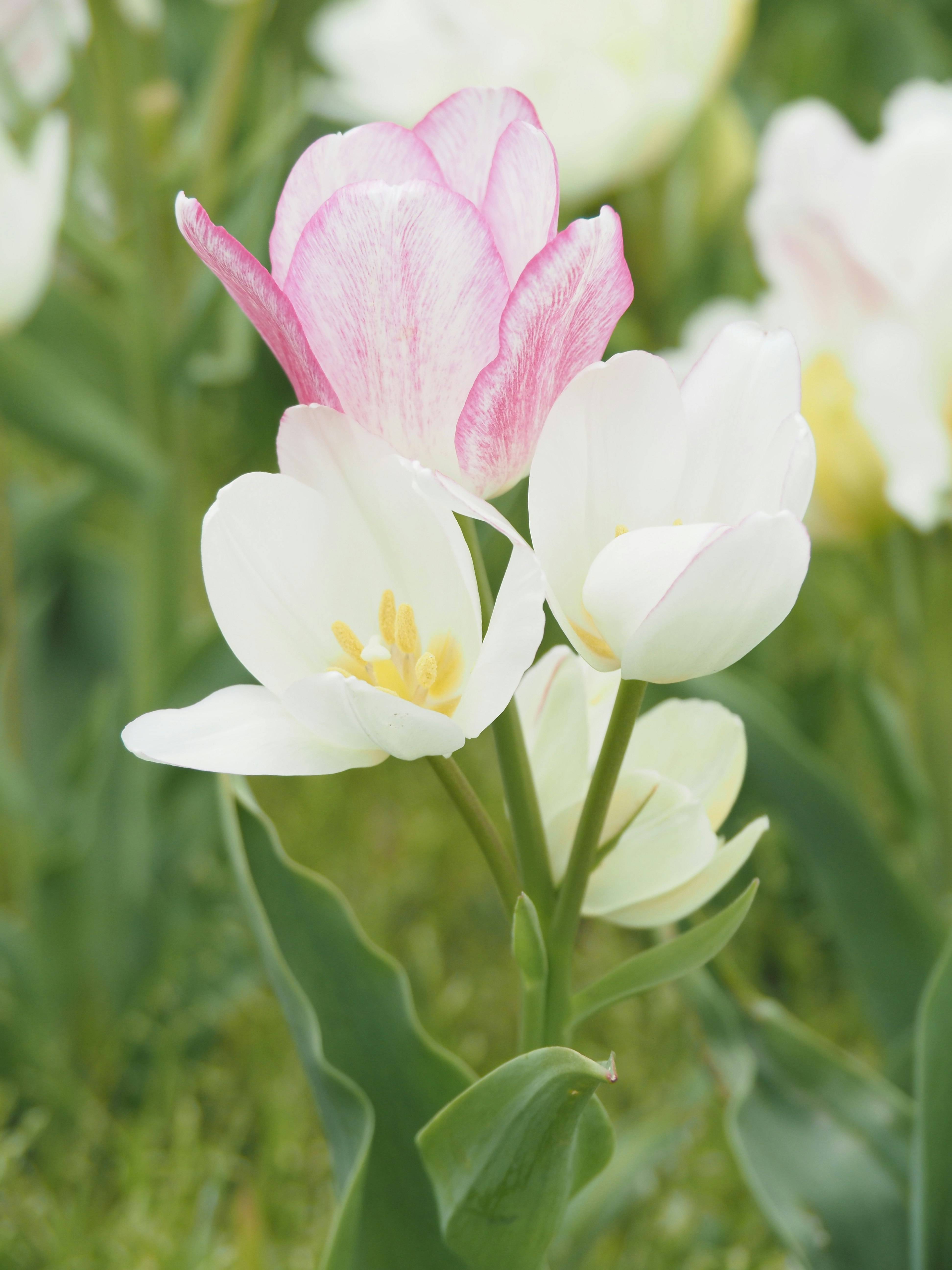 Rosa und weiße Tulpen blühend vor einem Hintergrund mit Frühlingsblumen
