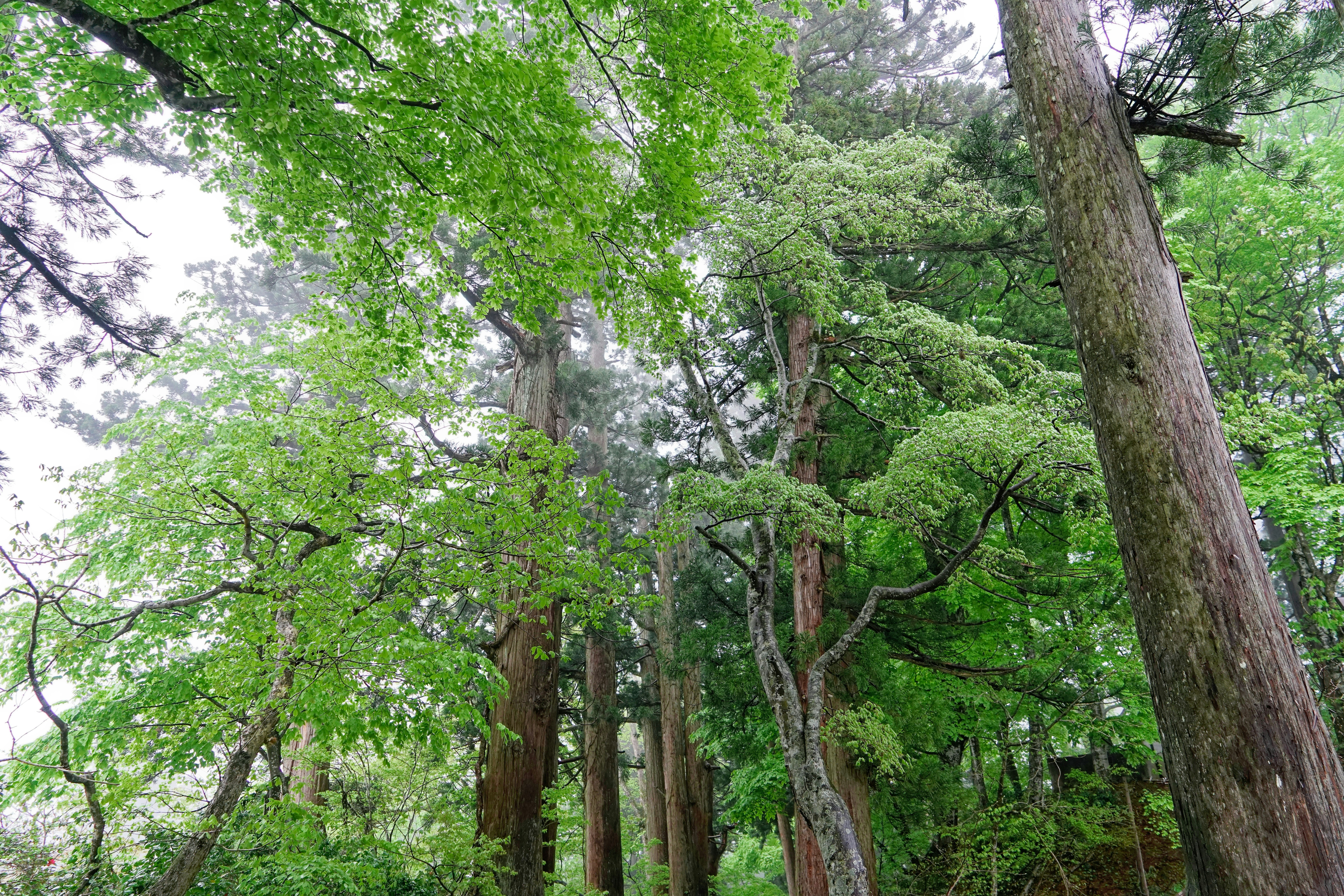 lush green forest canopy and tall trees