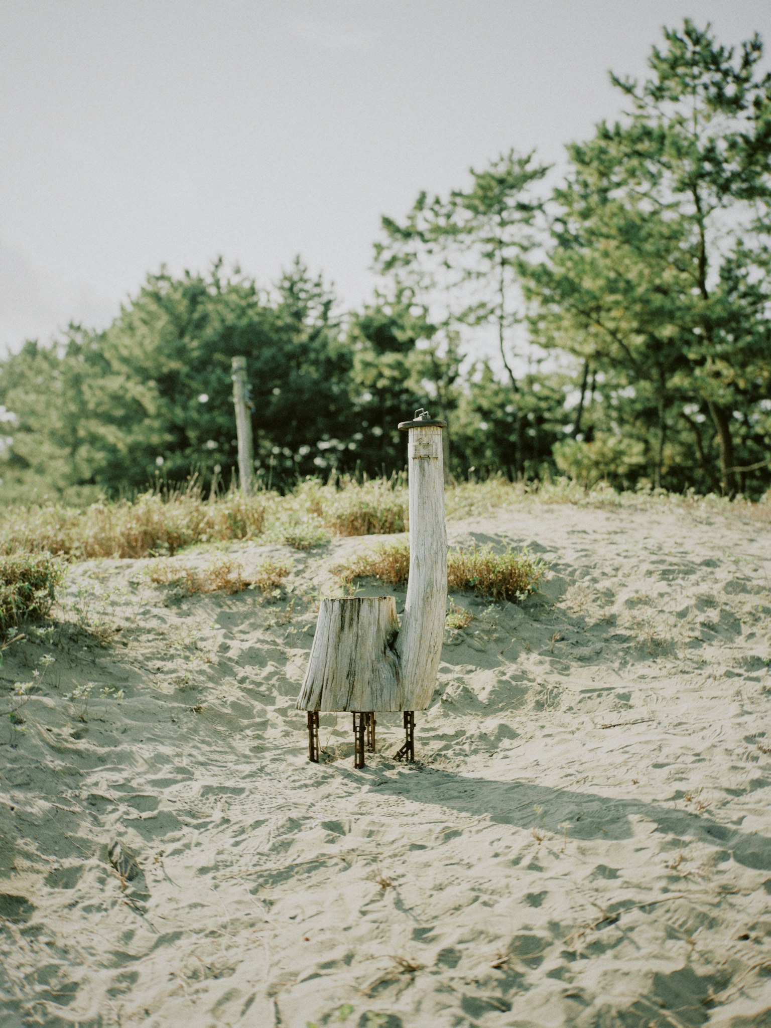 Wooden post standing in sandy area with grass and trees