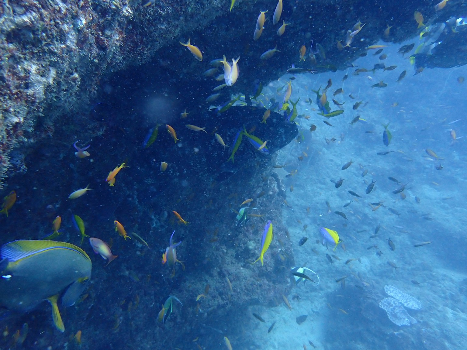 五顏六色的魚在清澈的藍色水中游動，靠近岩石水下景觀