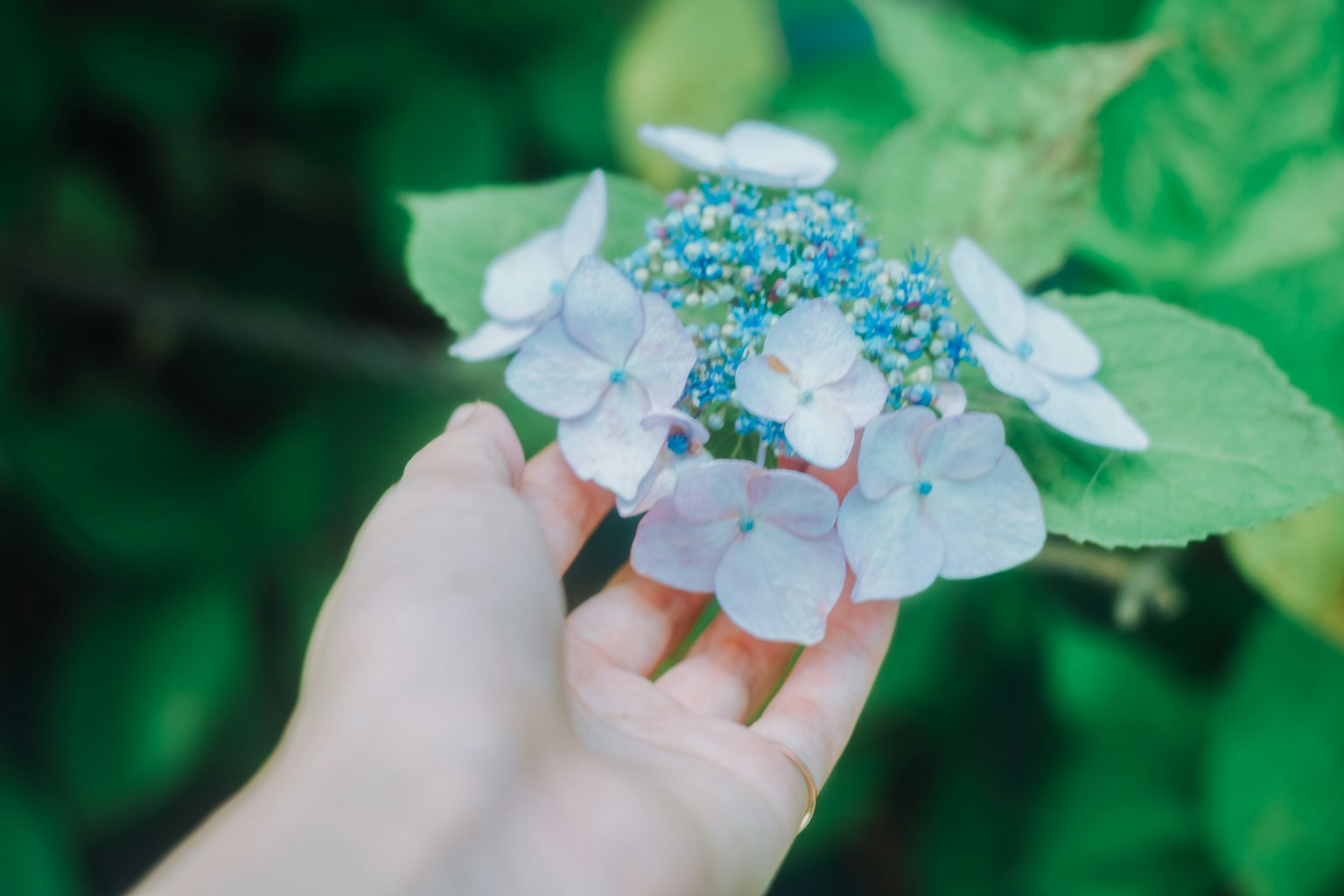 Main tenant un groupe de fleurs d'hortensia bleues et blanches