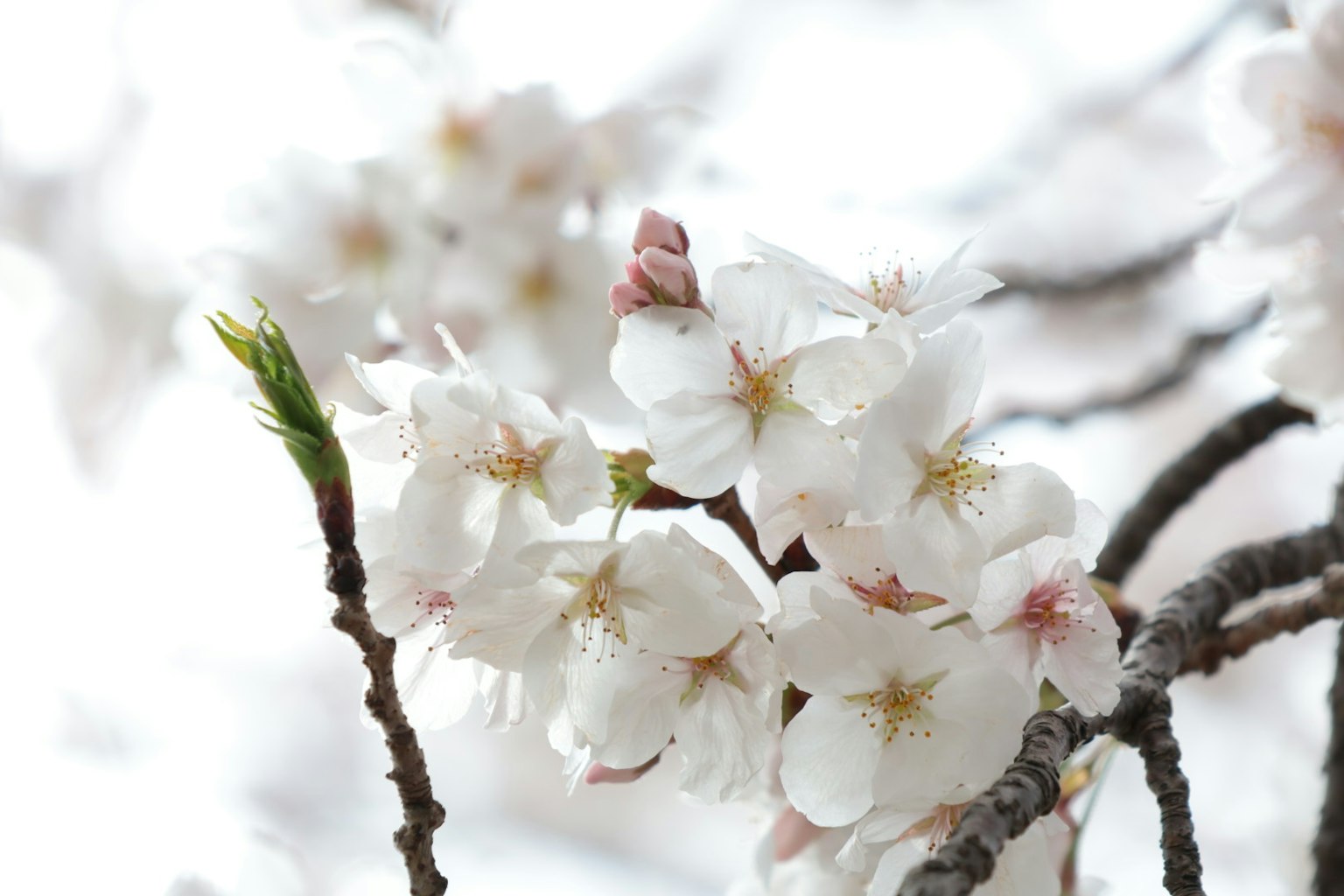 Cận cảnh hoa anh đào trên cành