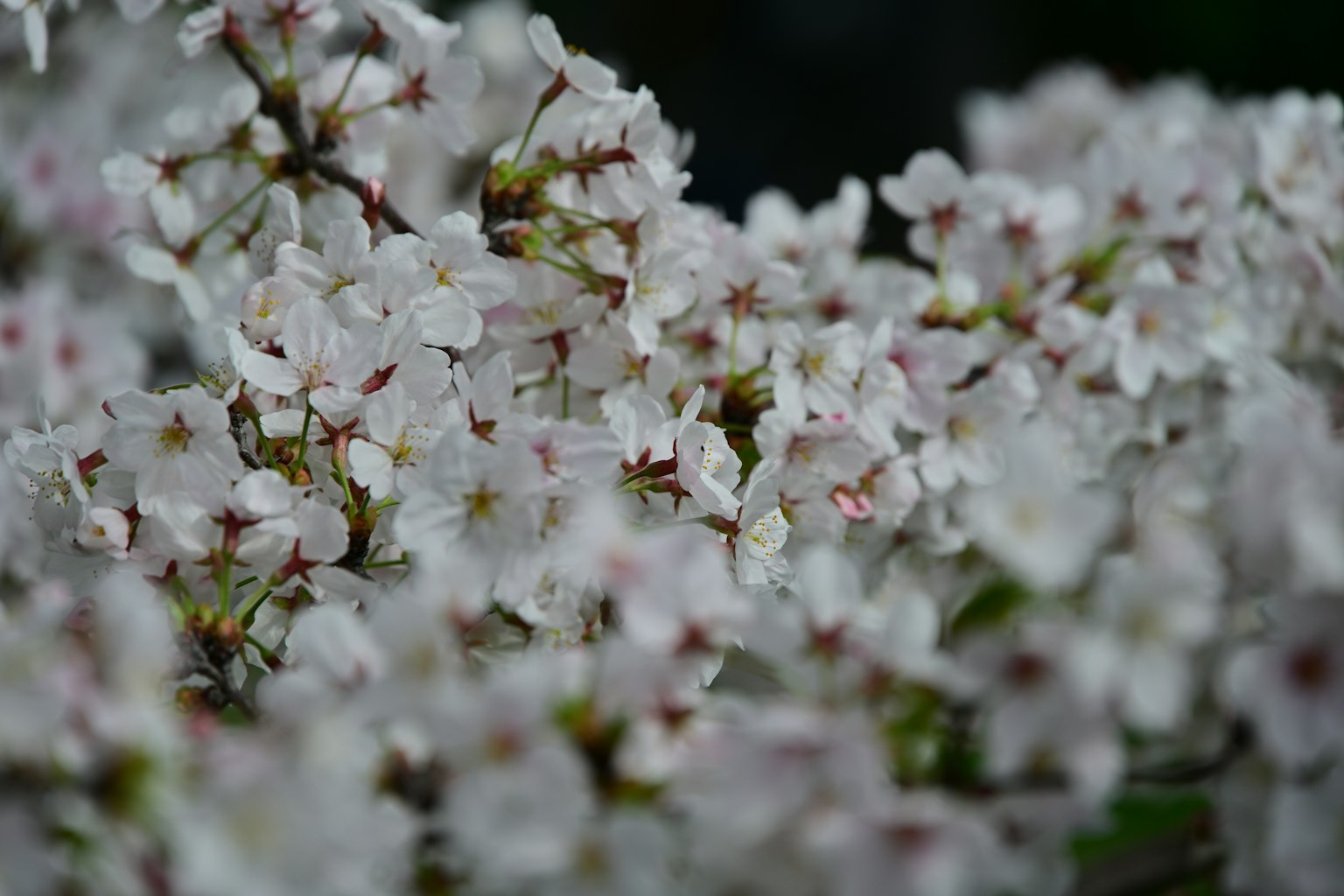 Close-up of blooming white flowers on branches