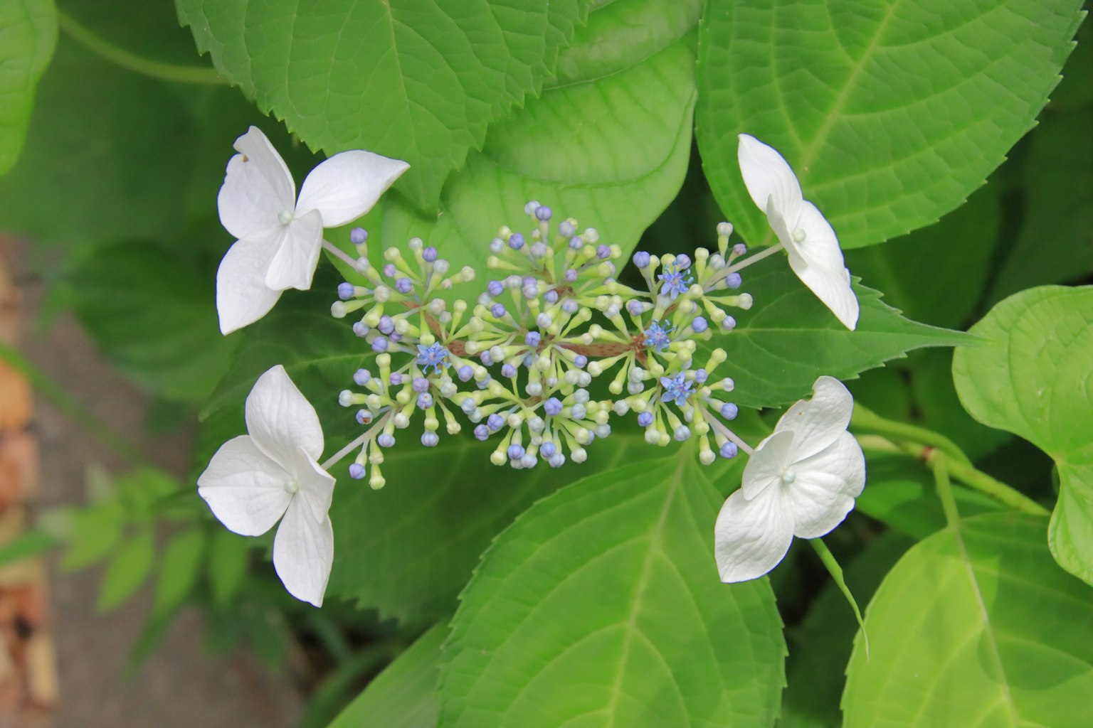 Primo piano di un fiore di ortensia con petali bianchi e un centro blu-viola