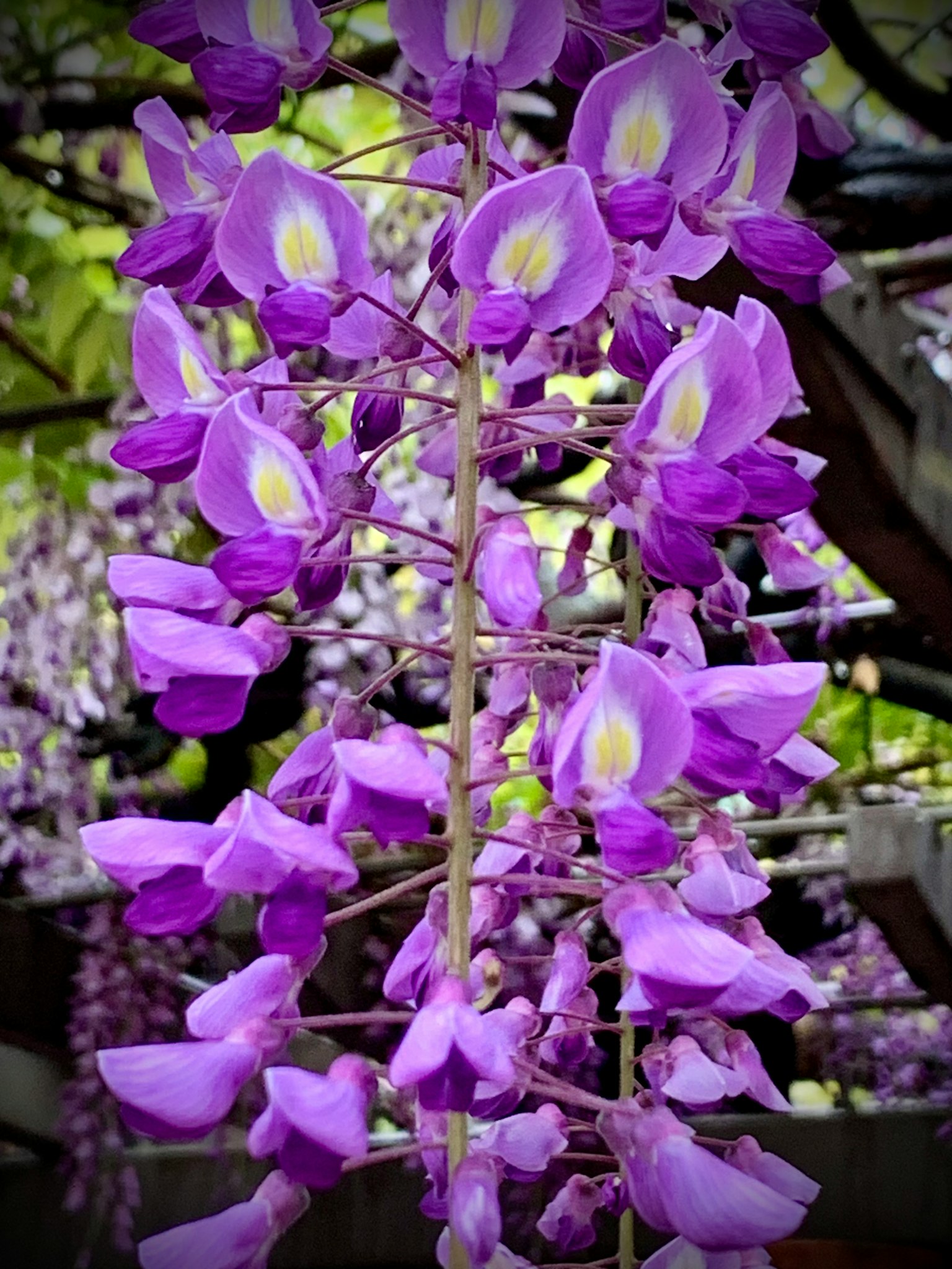 紫色的紫藤花盛开特写