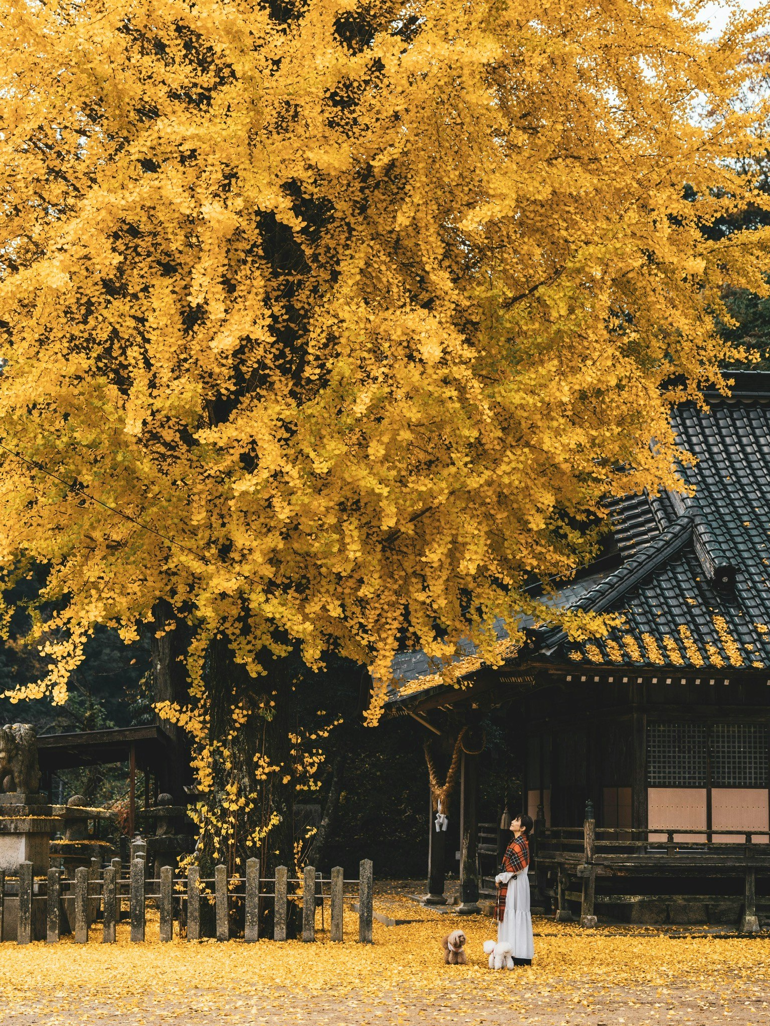 美しい黄色のイチョウの木と伝統的な日本の家がある風景