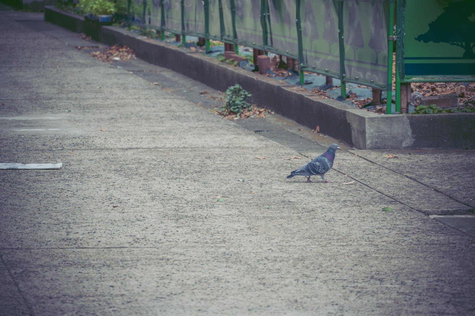 Una paloma caminando sobre un camino pavimentado