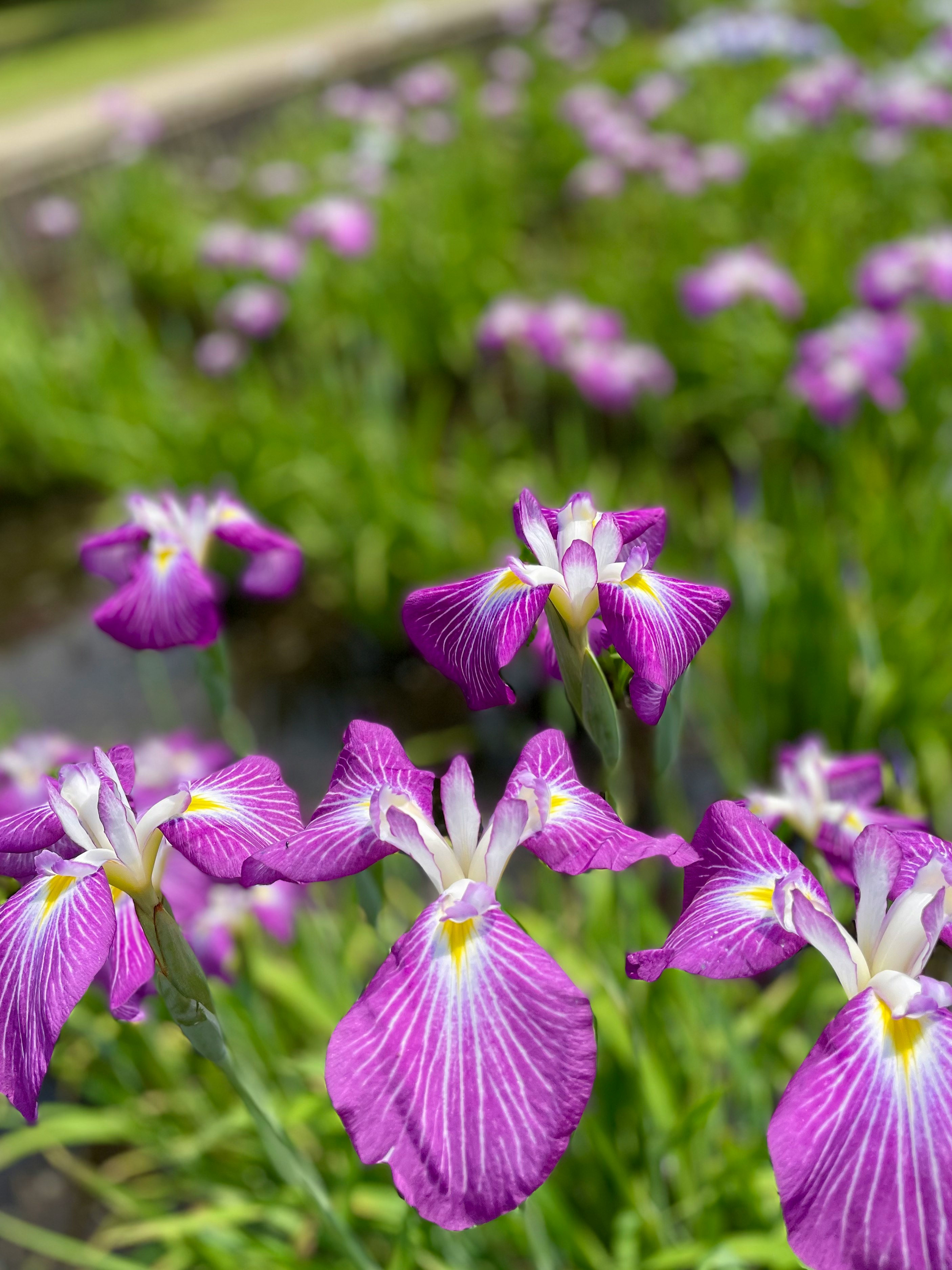 Fiori di iris viola in piena fioritura con profondità di campo ridotta