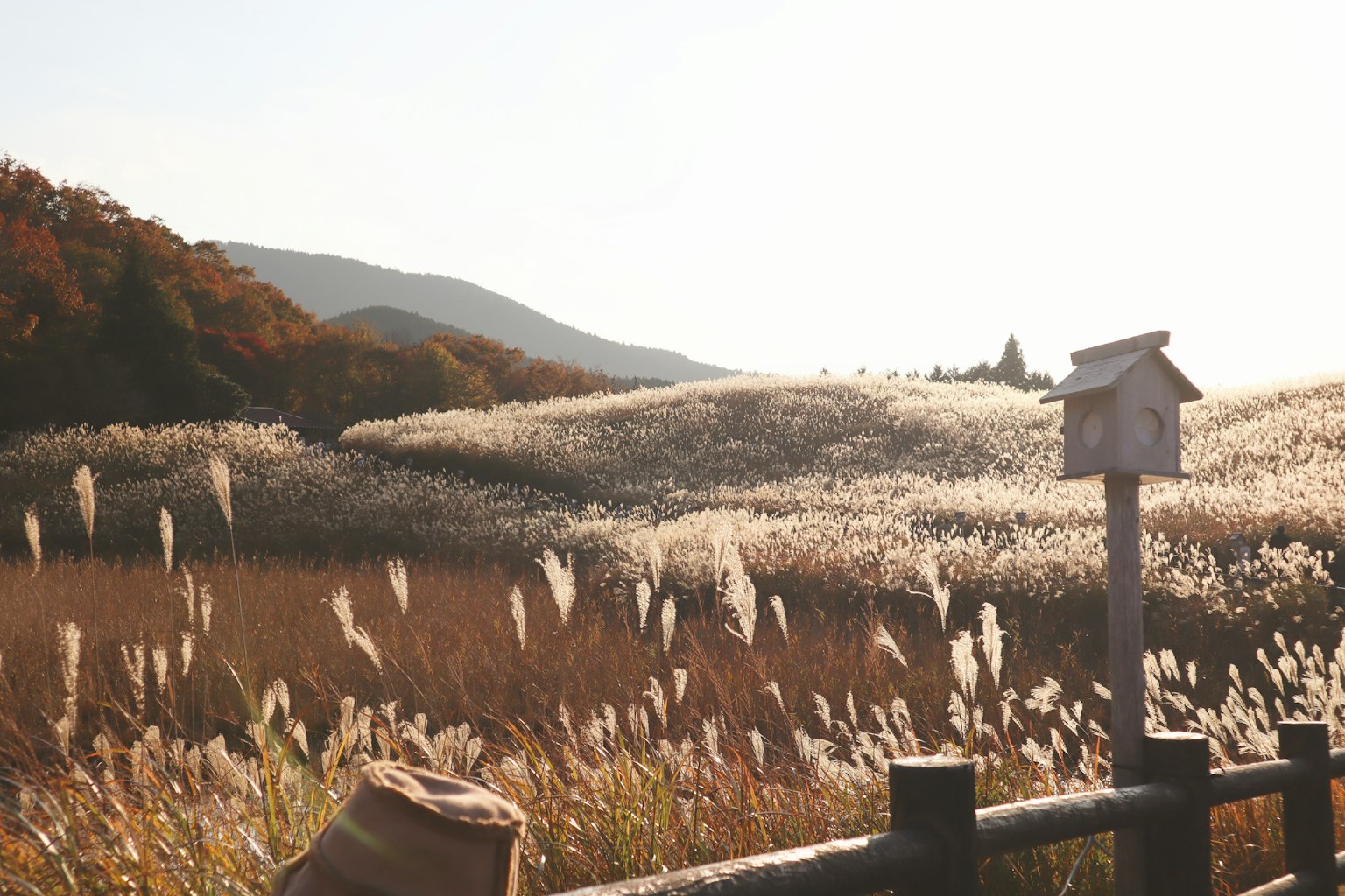 Un paysage serein avec de l'herbe dansante et une petite maison pour oiseaux