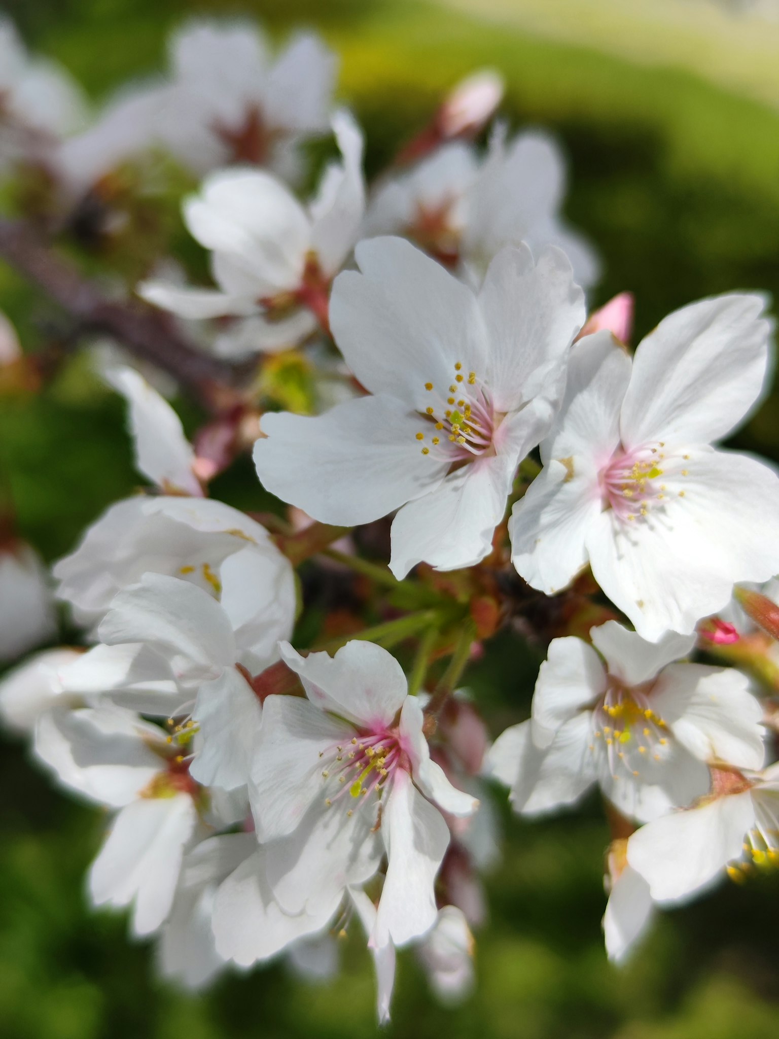Close-up of white cherry blossoms in bloom