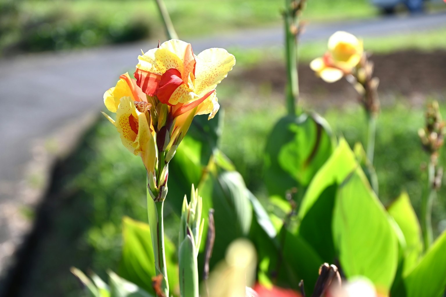 ภาพใกล้ชิดของดอกไม้สีเหลืองและสีแดงที่อยู่ท่ามกลางใบไม้สีเขียวสีสันสดใส