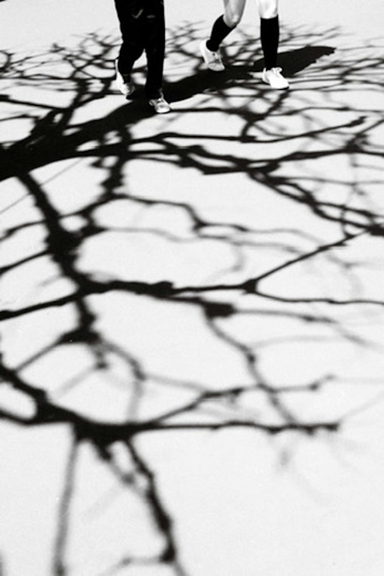 Silhouettes of people casting tree-like shadows on a white surface