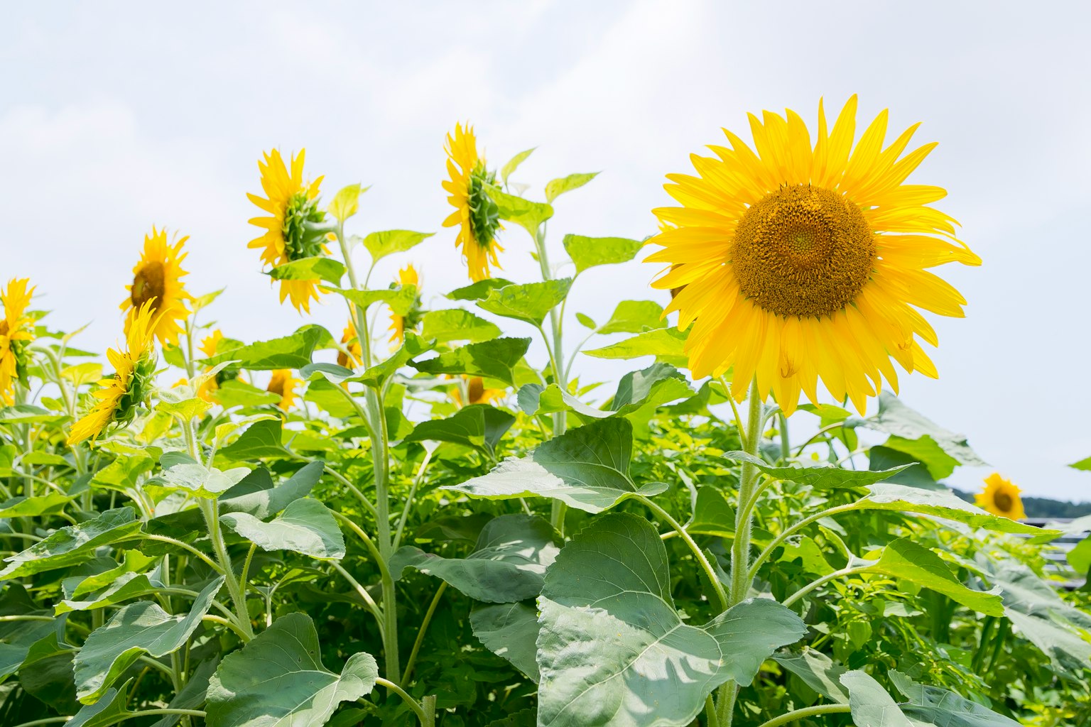 Champ de tournesols lumineux sous un ciel bleu