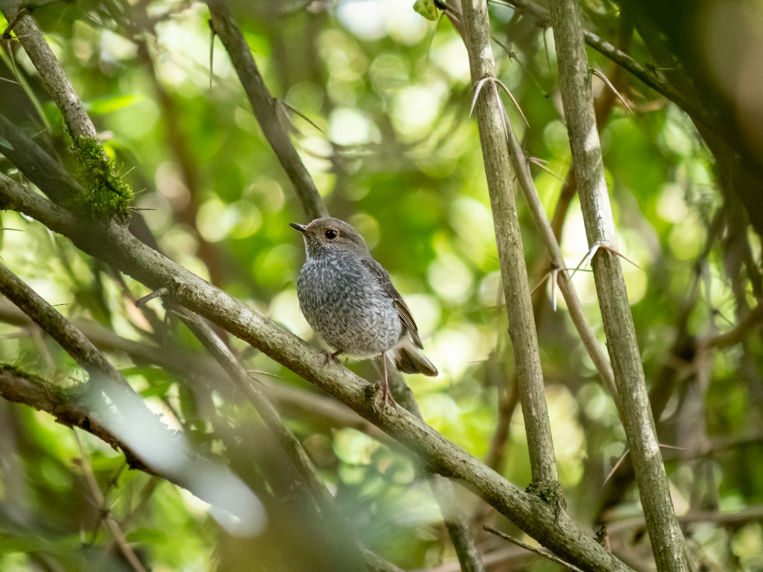 Ein kleiner Vogel sitzt auf einem Zweig umgeben von grünem Laub