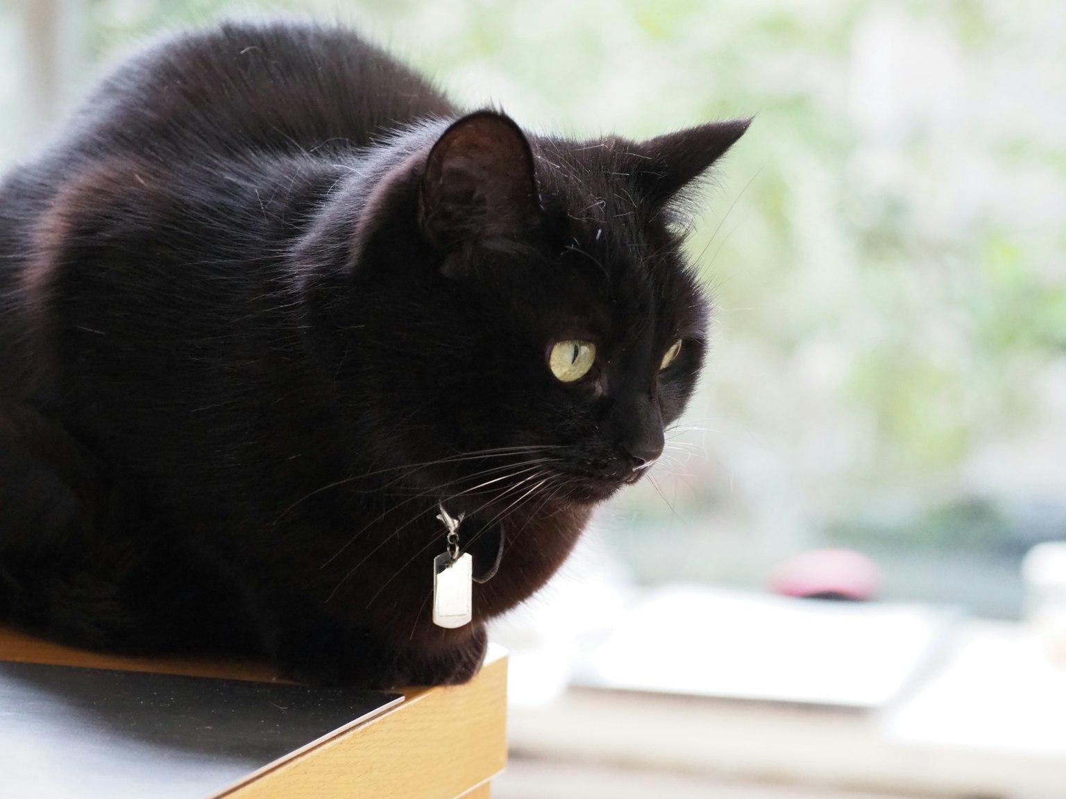 Eine schwarze Katze sitzt auf einer Fensterbank