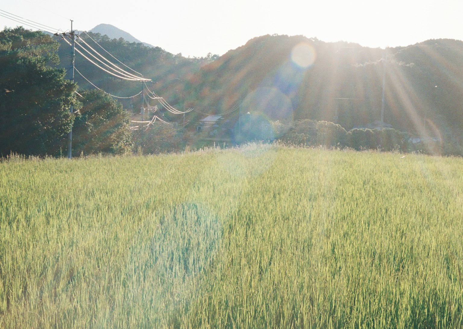 緑豊かな田んぼと山々の風景、朝日が差し込む
