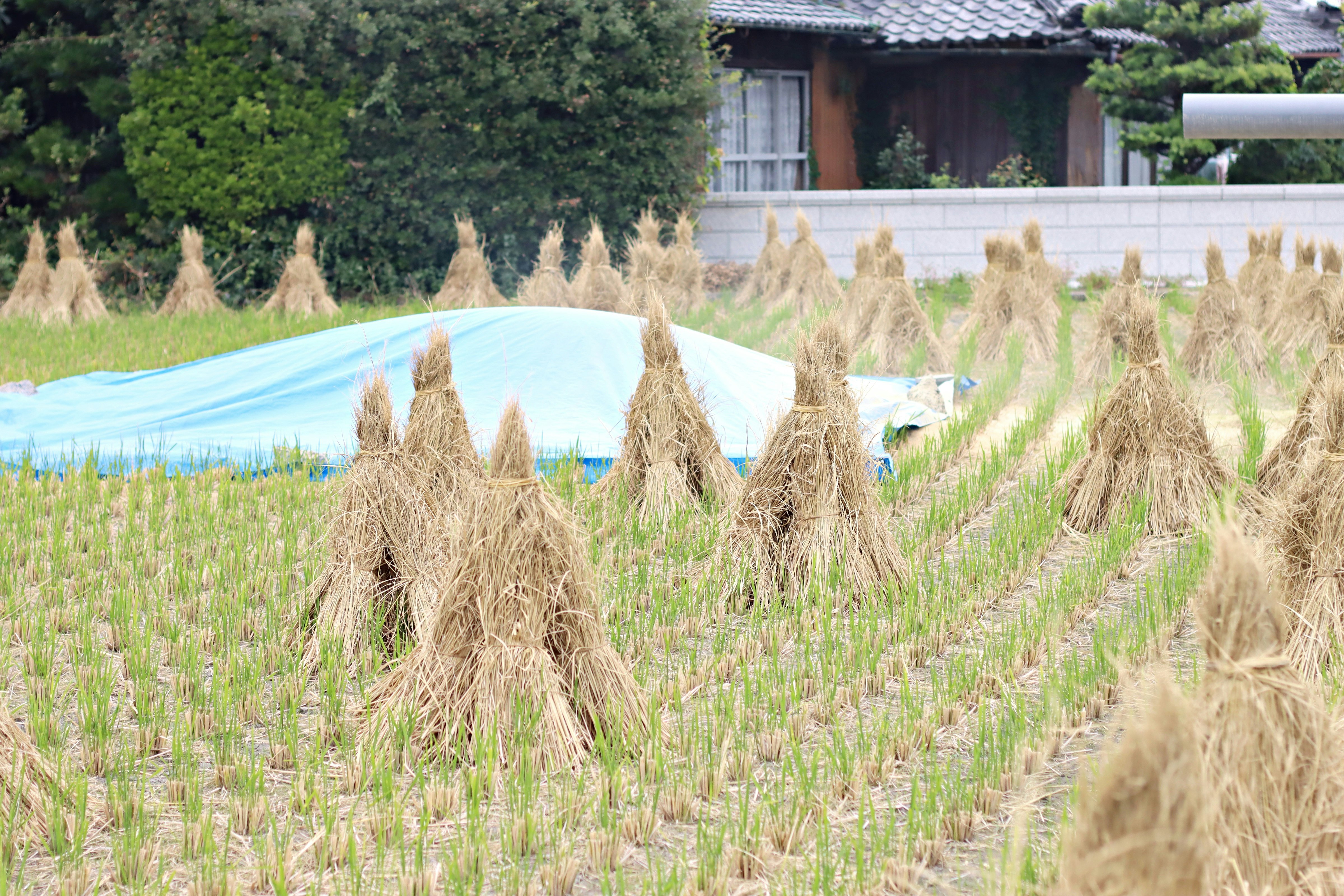 稲わらの束が並ぶ田畑の風景