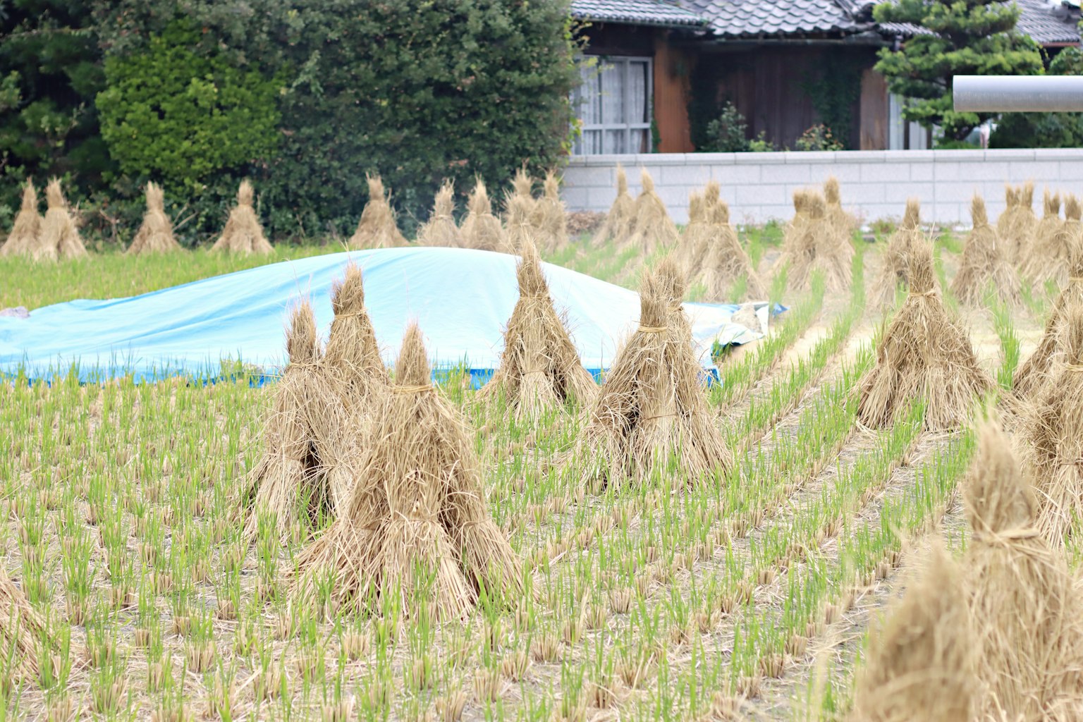 Paisaje de manojos de arroz en pie en un campo con una lona azul encima